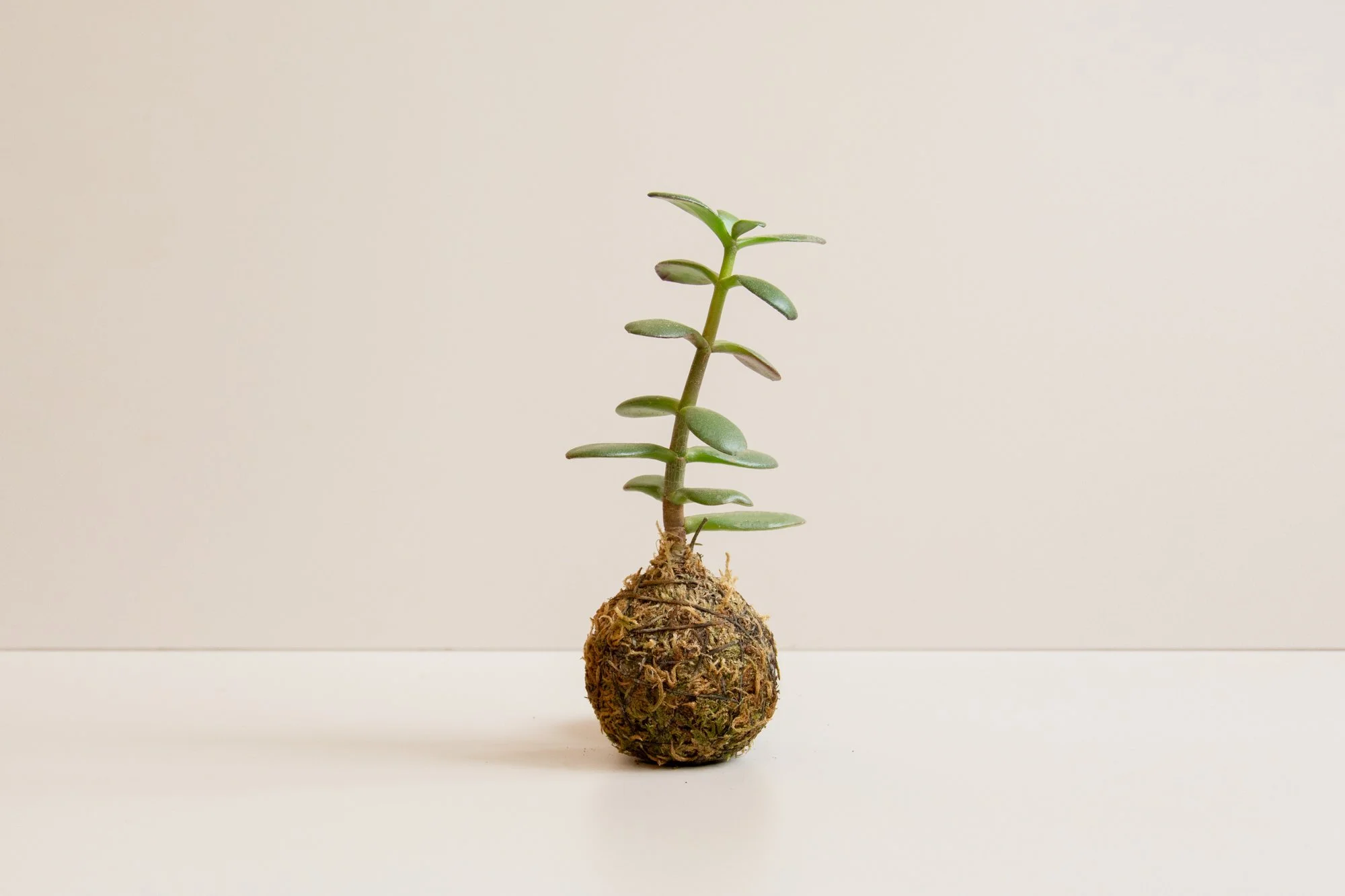 mini-kokedama_1.jpg