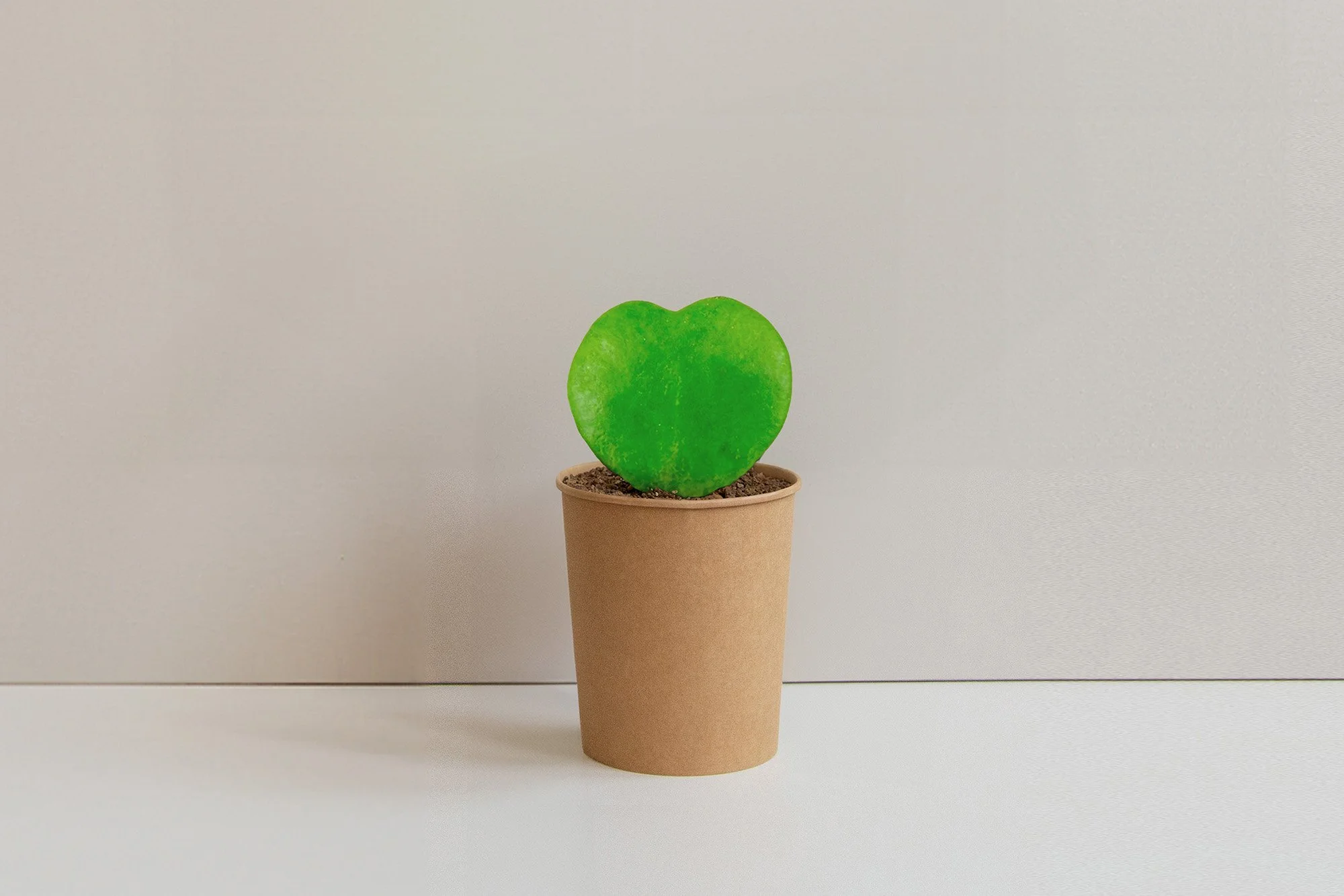 Tattoo_Hoya Kerrii_blanco_1_web.jpg