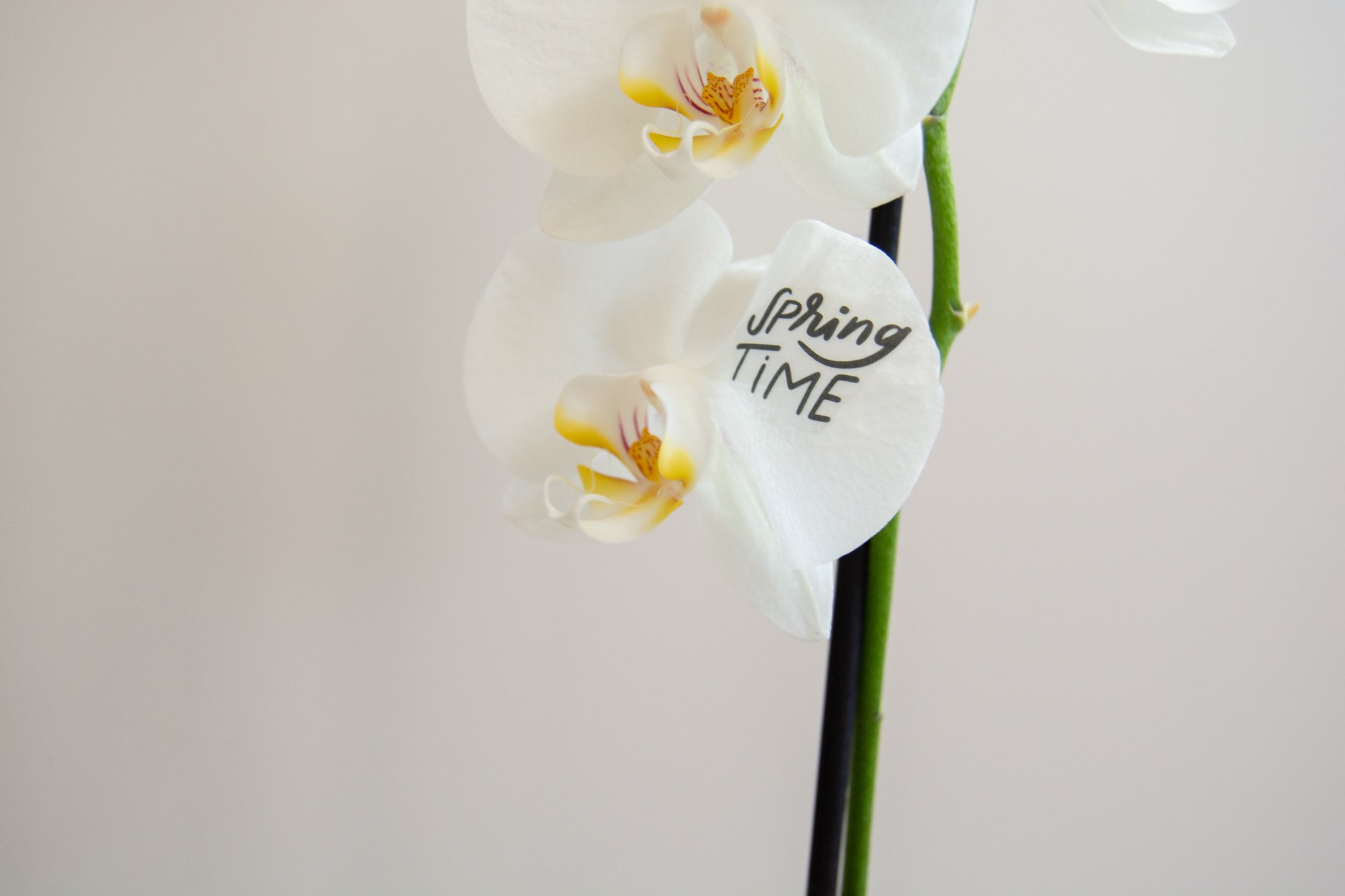 Tattoo_orquídea mini_YLH_2.jpg