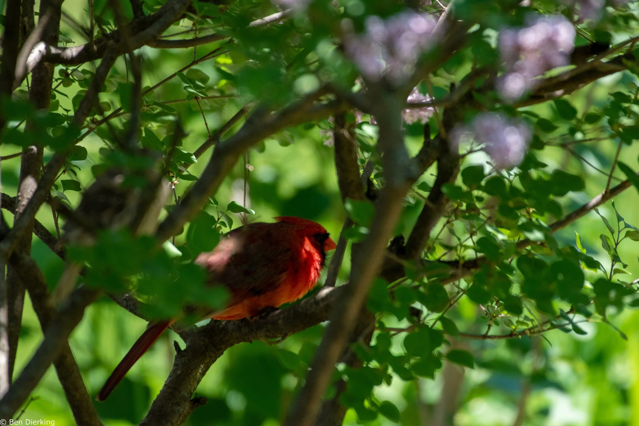 Cardinal in my backyard