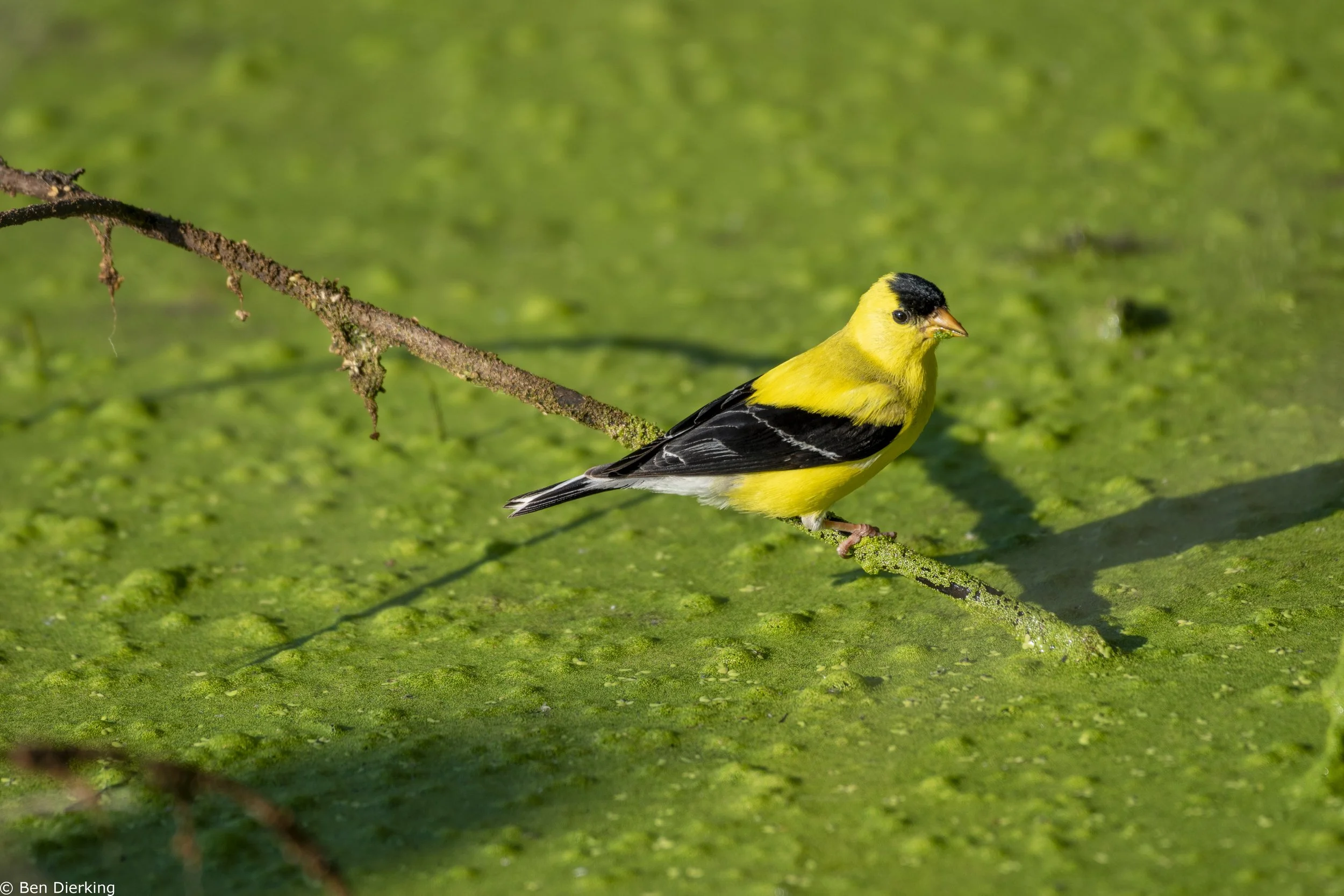 American Goldfinch - Lincoln Marsh, Wheaton