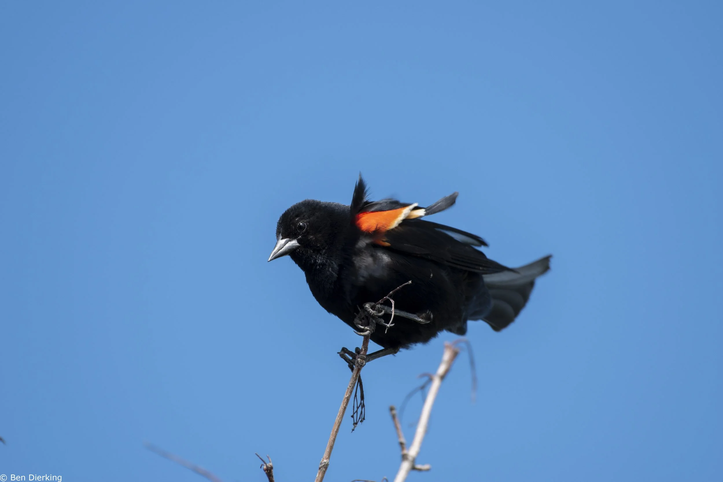Red Winged Blackbird
