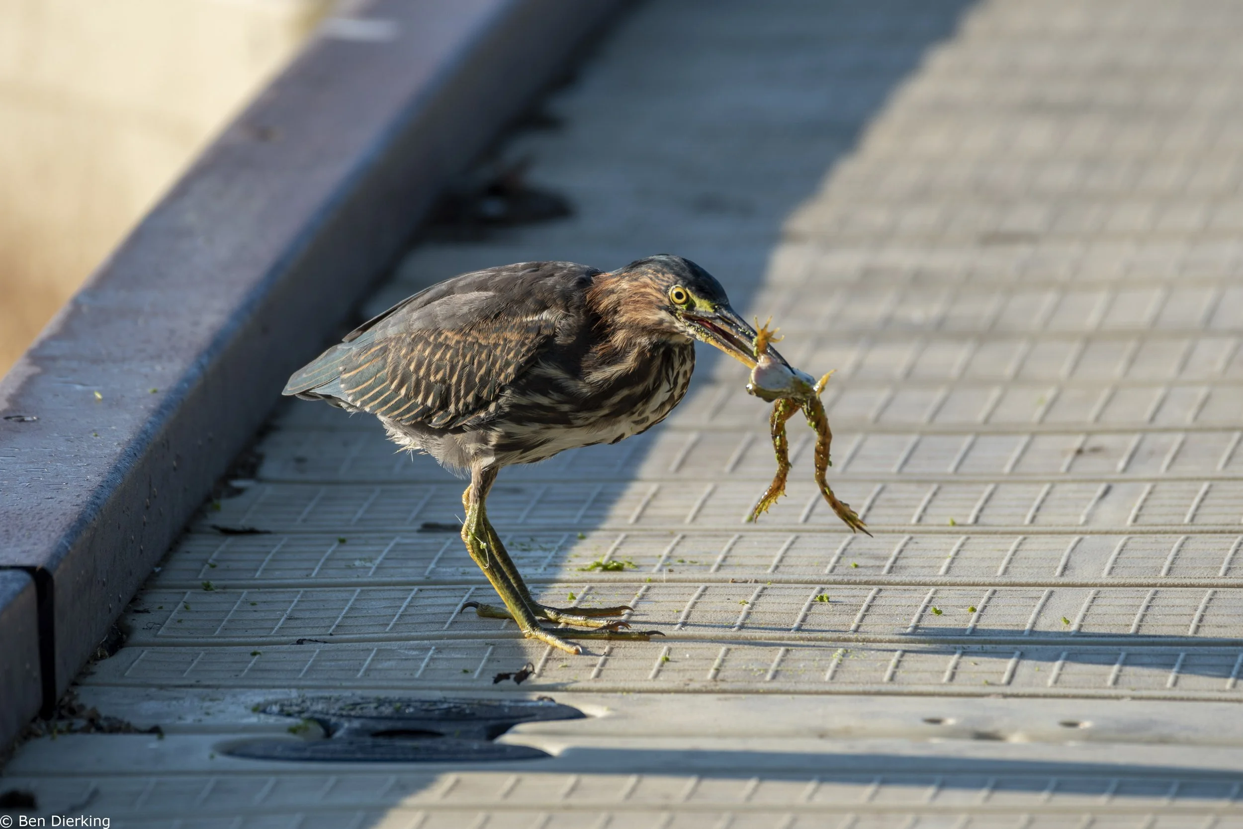 Green Heron Lunch Time