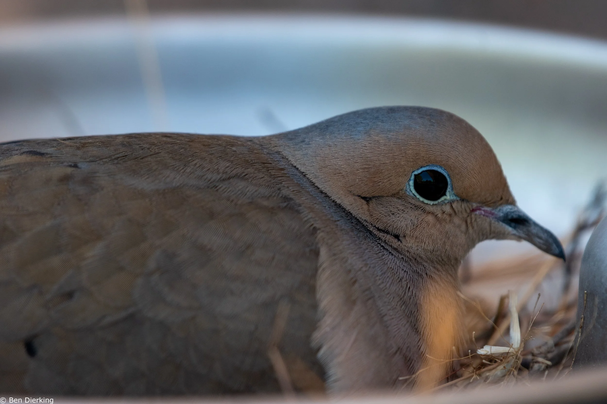 Mourning Dove nest in a drinking fountain.