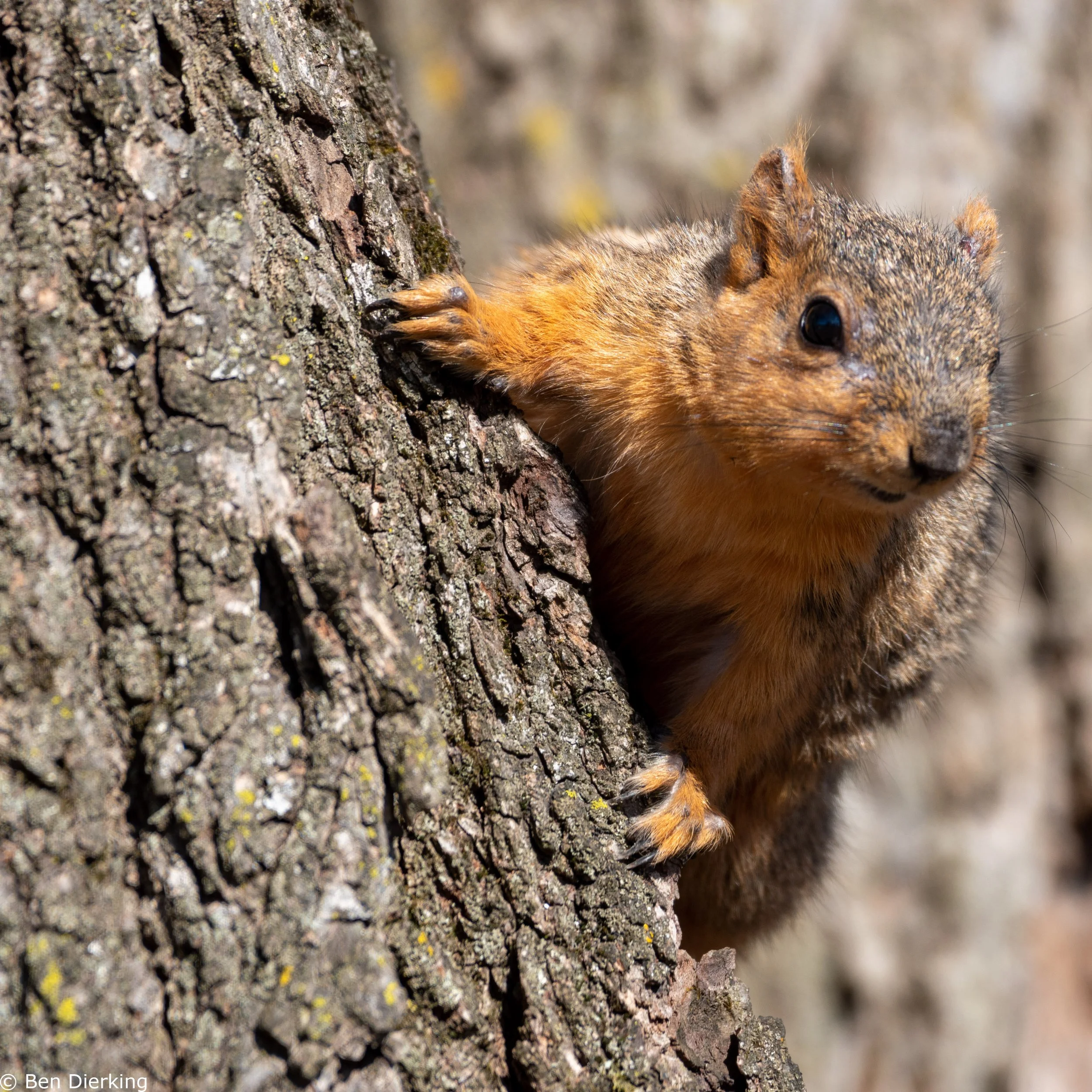 Danada Forest Preserve