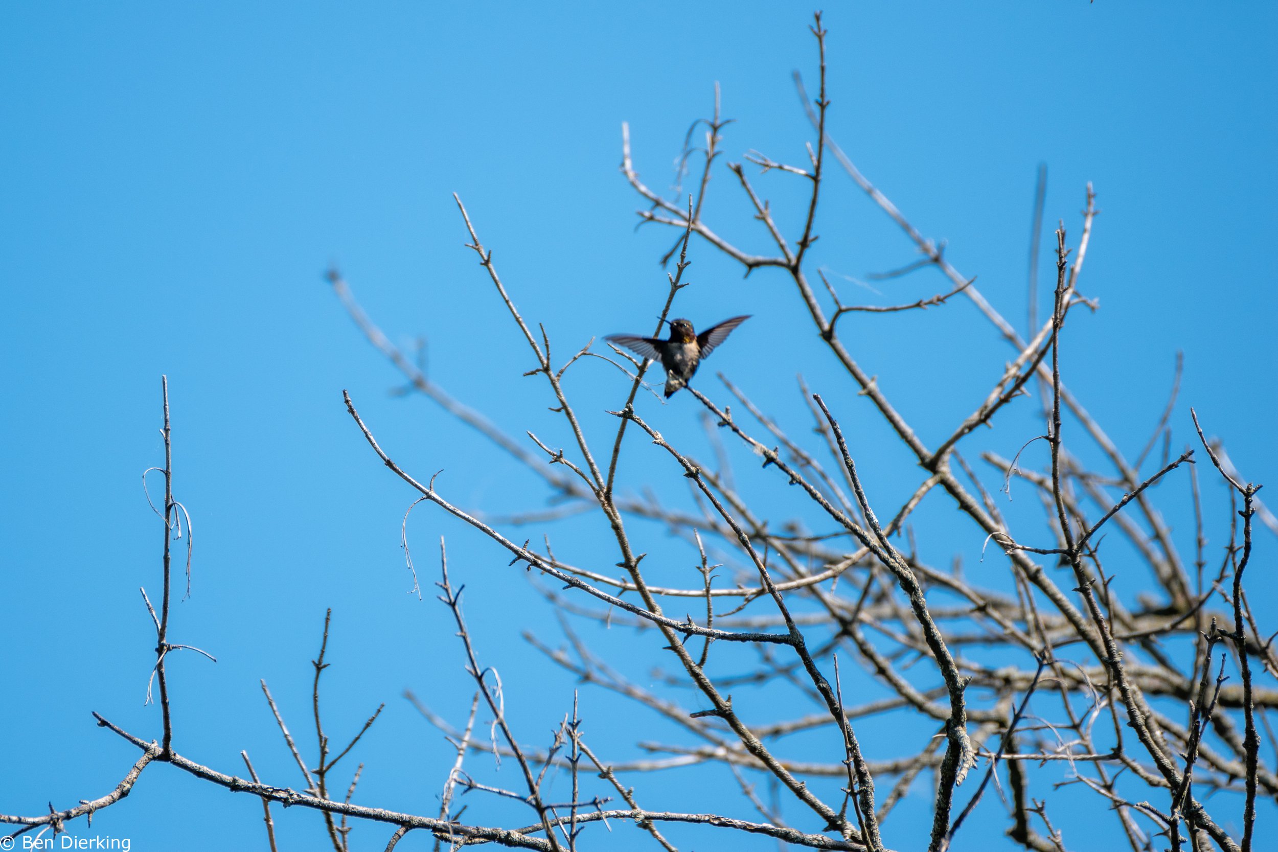 Hummingbird!