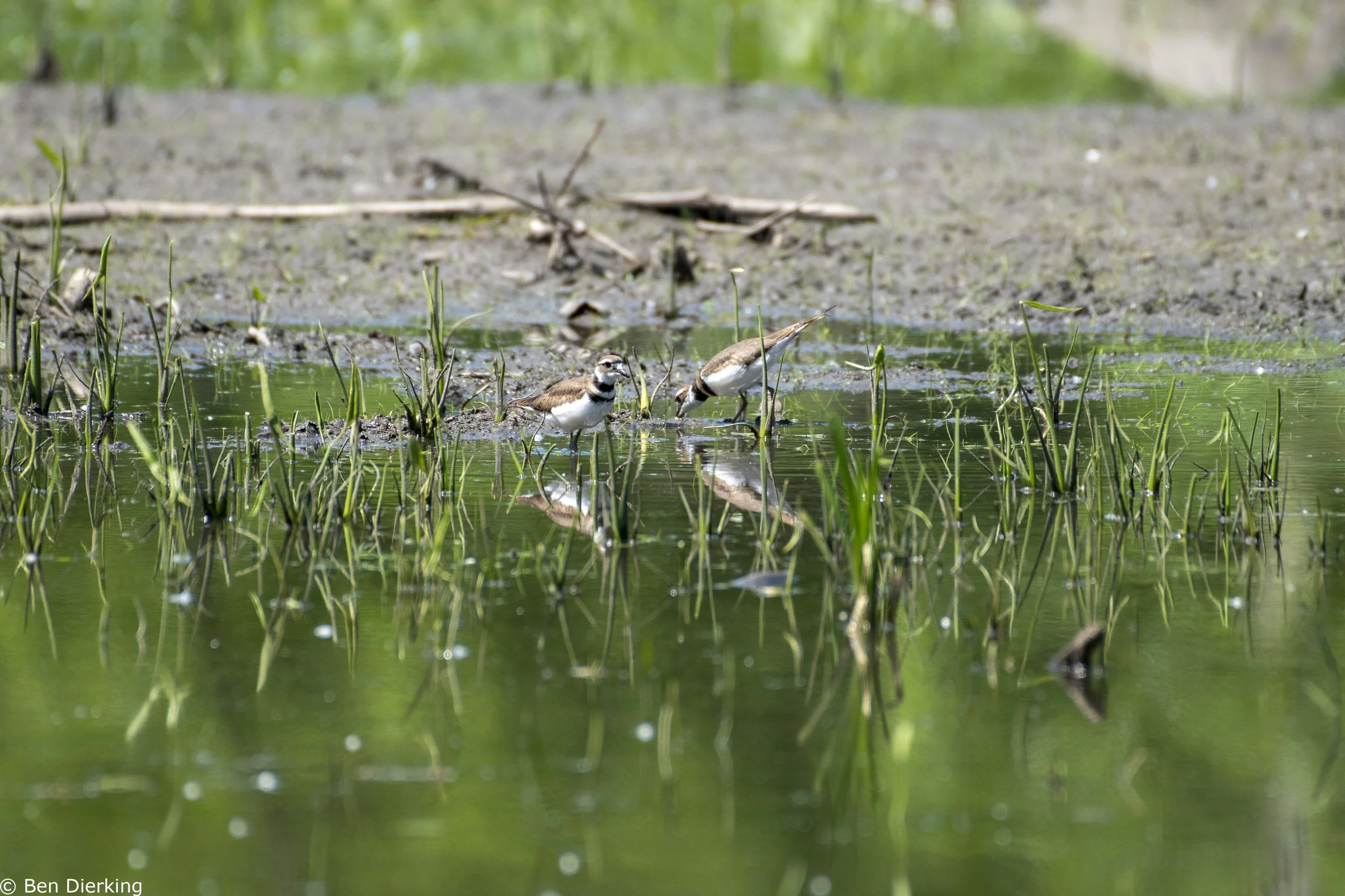 Kildeers - McDowell Grove, Naperville