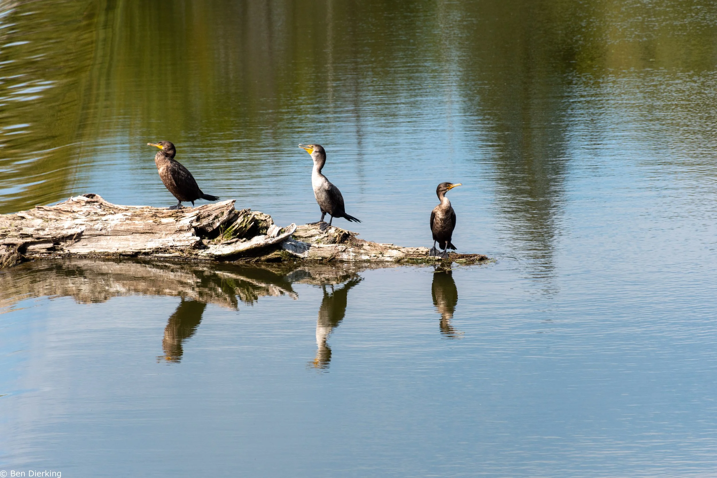 Bird Reflections - Geneva