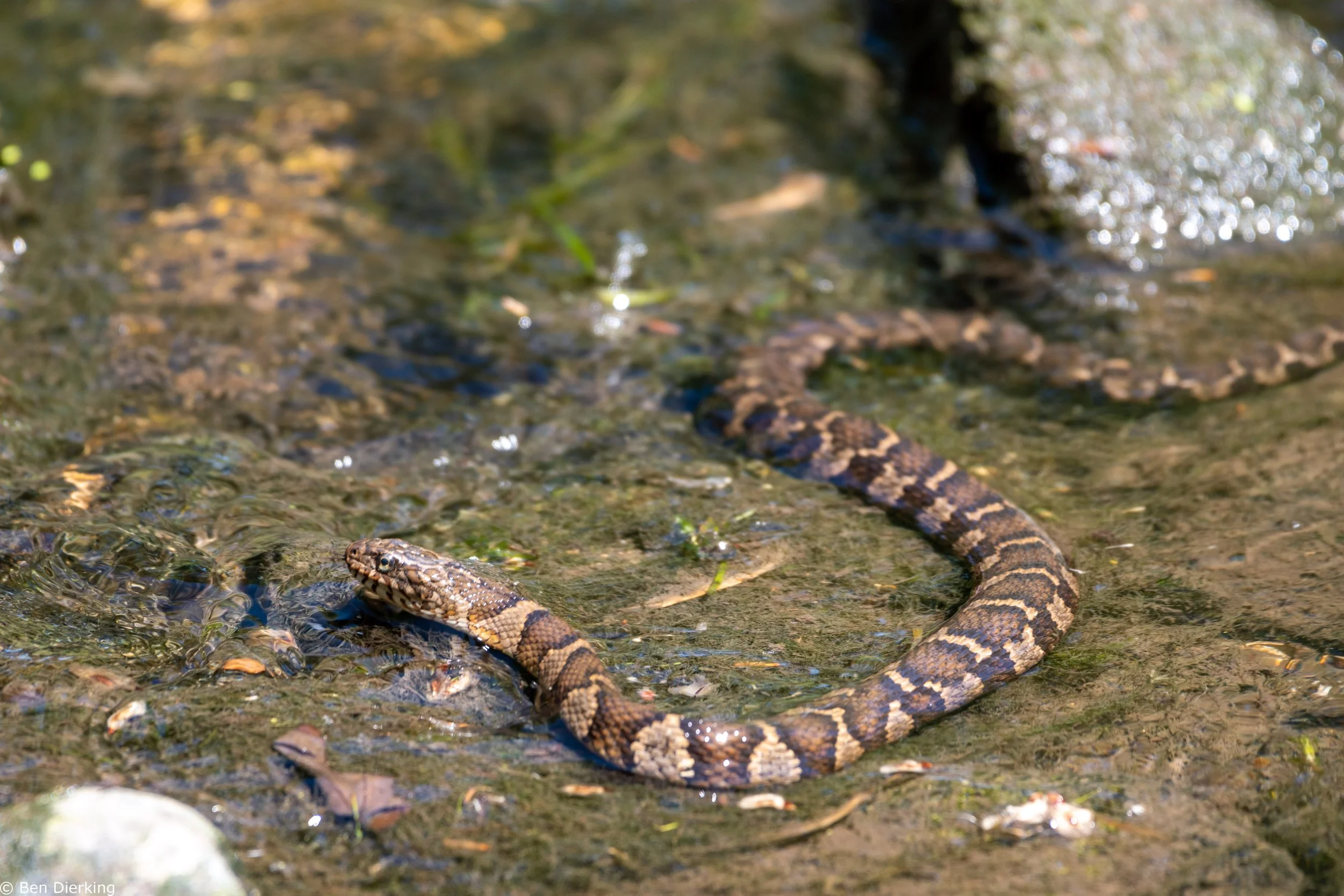 Water Snake - Downtown Naperville