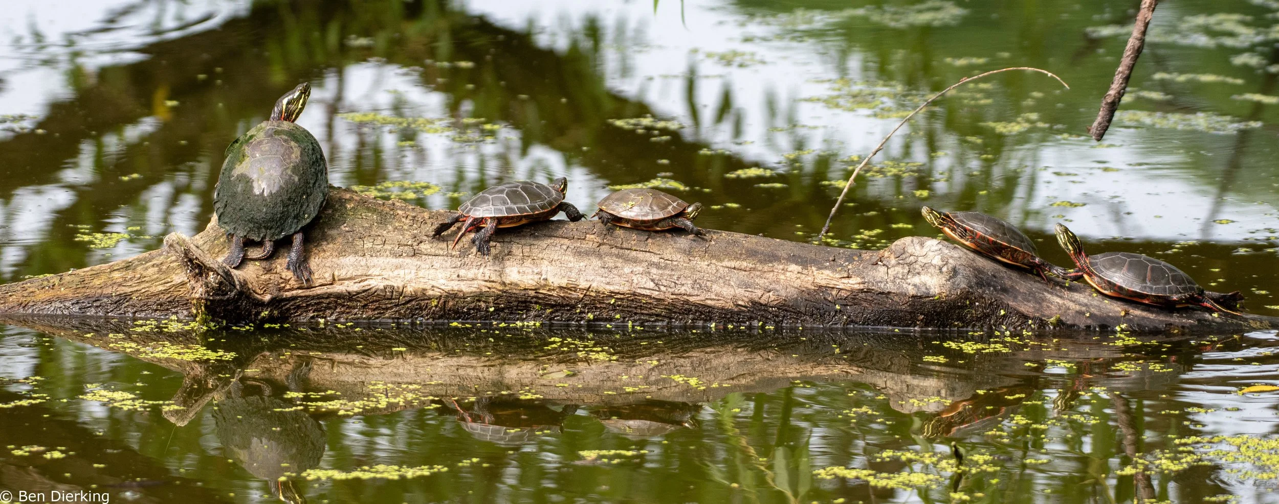 Painted Turtles