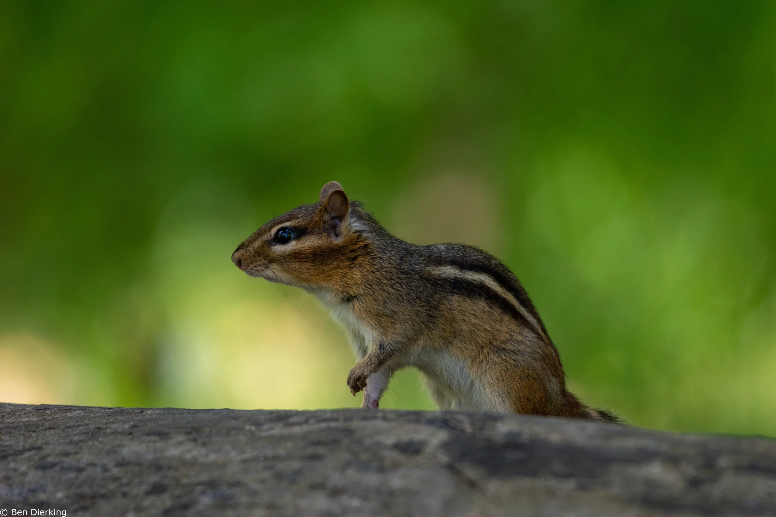 Pioneer Park, Naperville