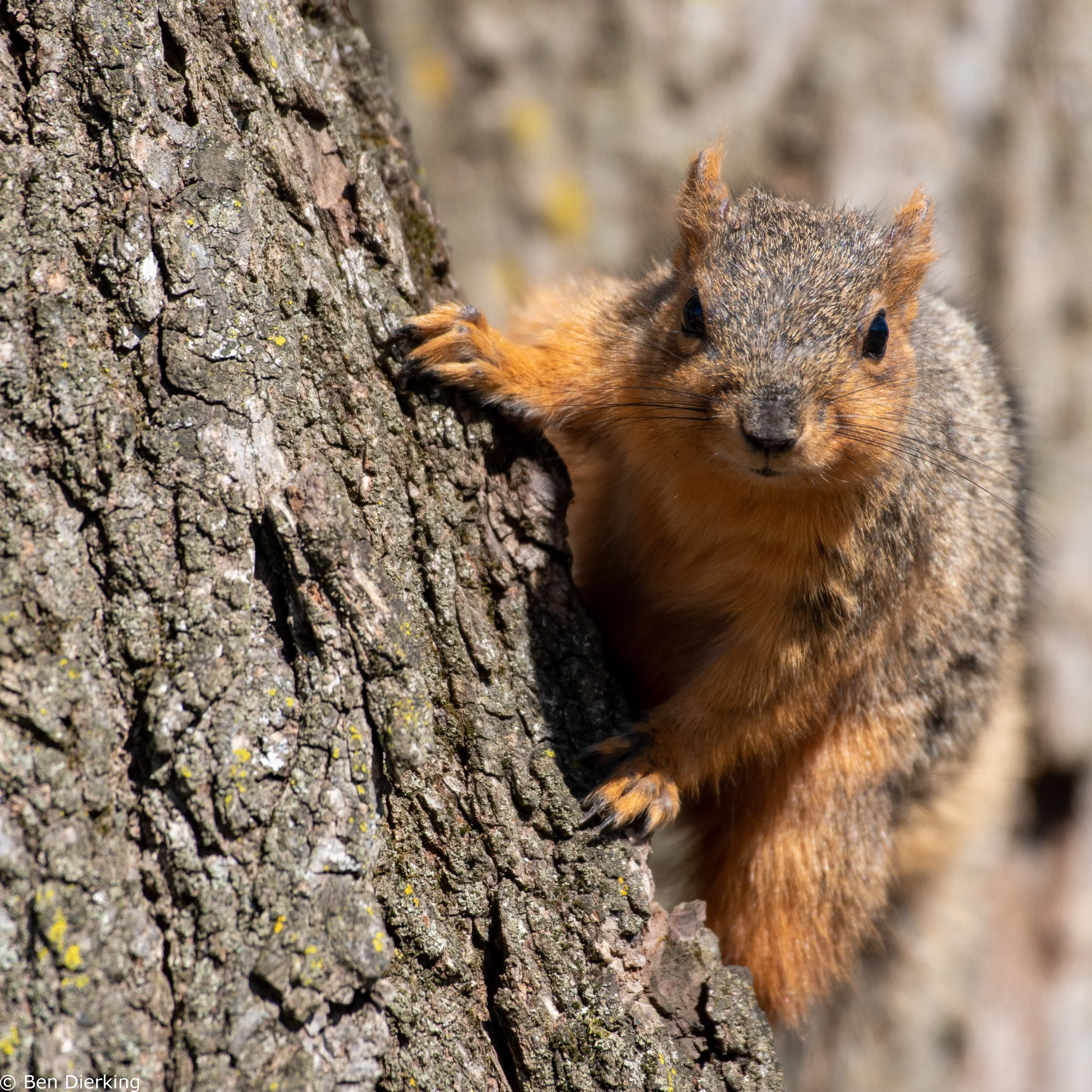 Danada Forest Preserve