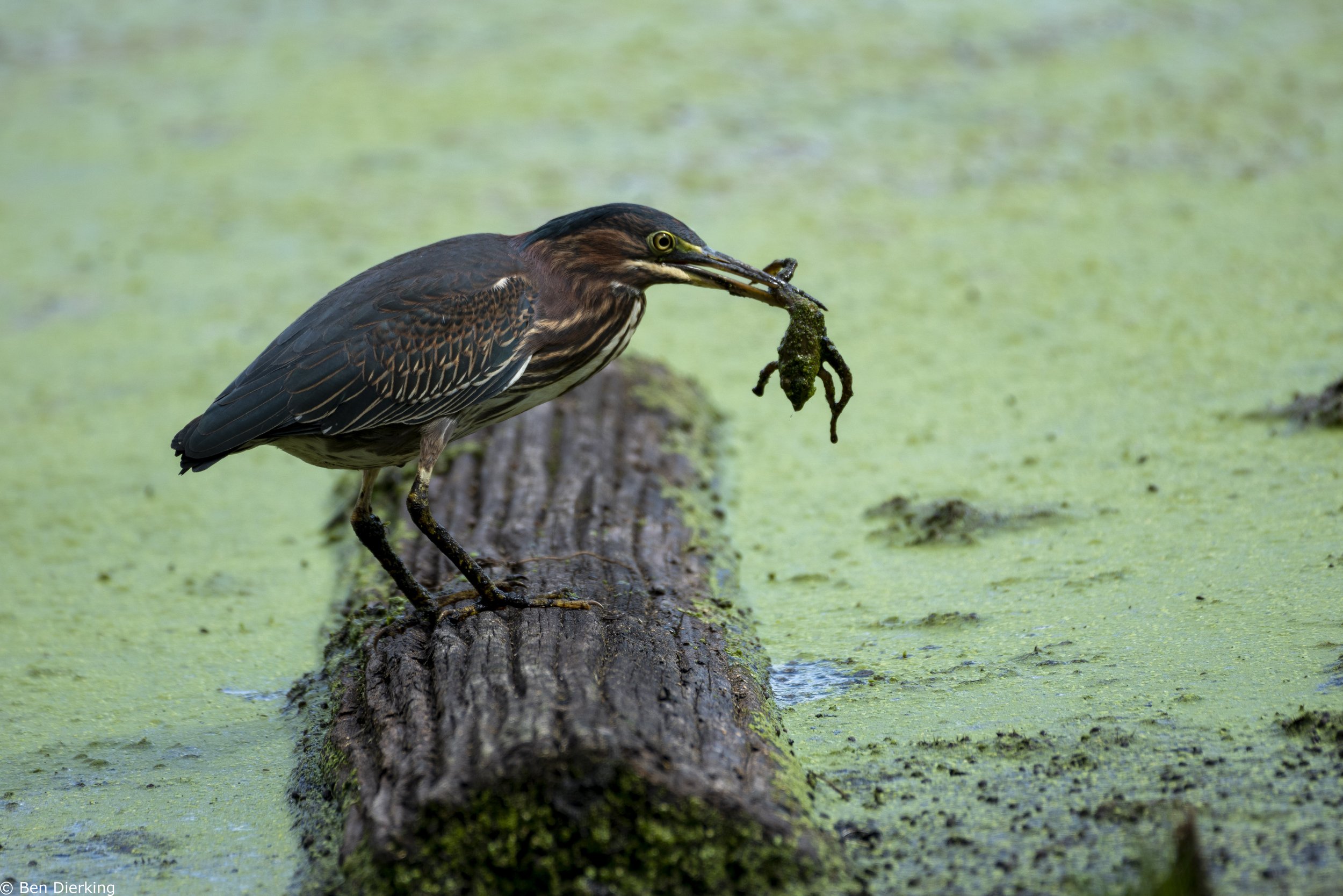 Lunchtime! Lincoln Marsh 9/7/22