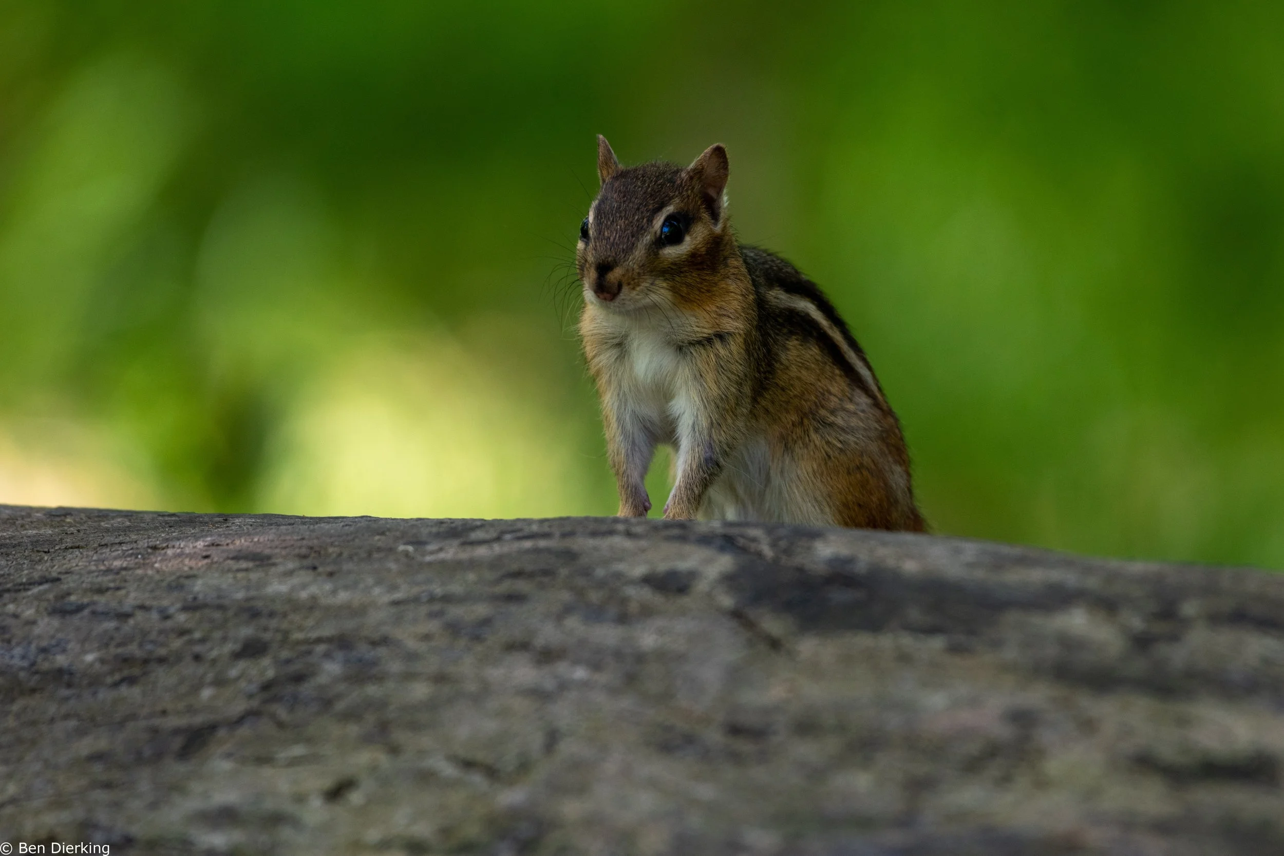 Pioneer Park, Naperville