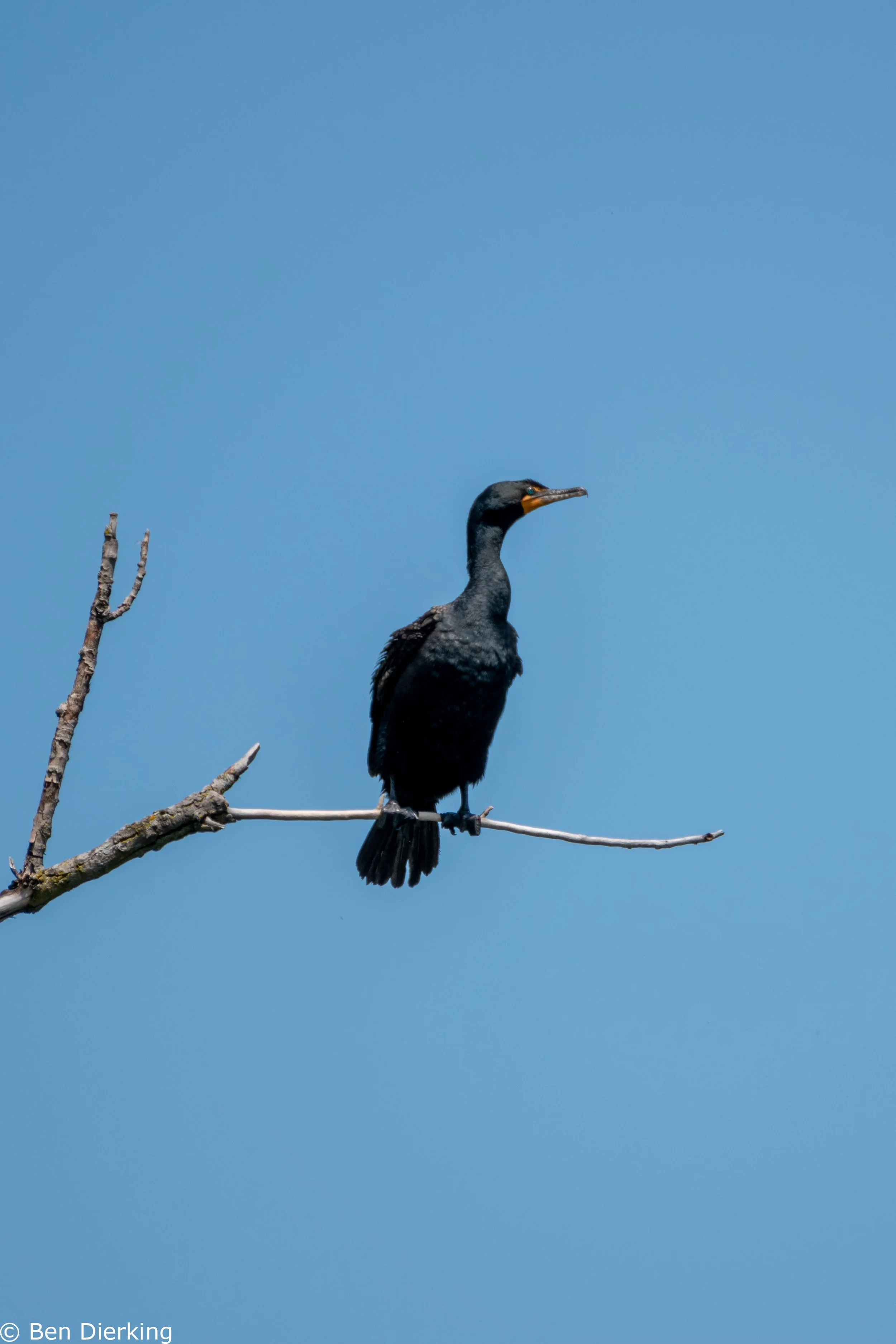 Cormorant