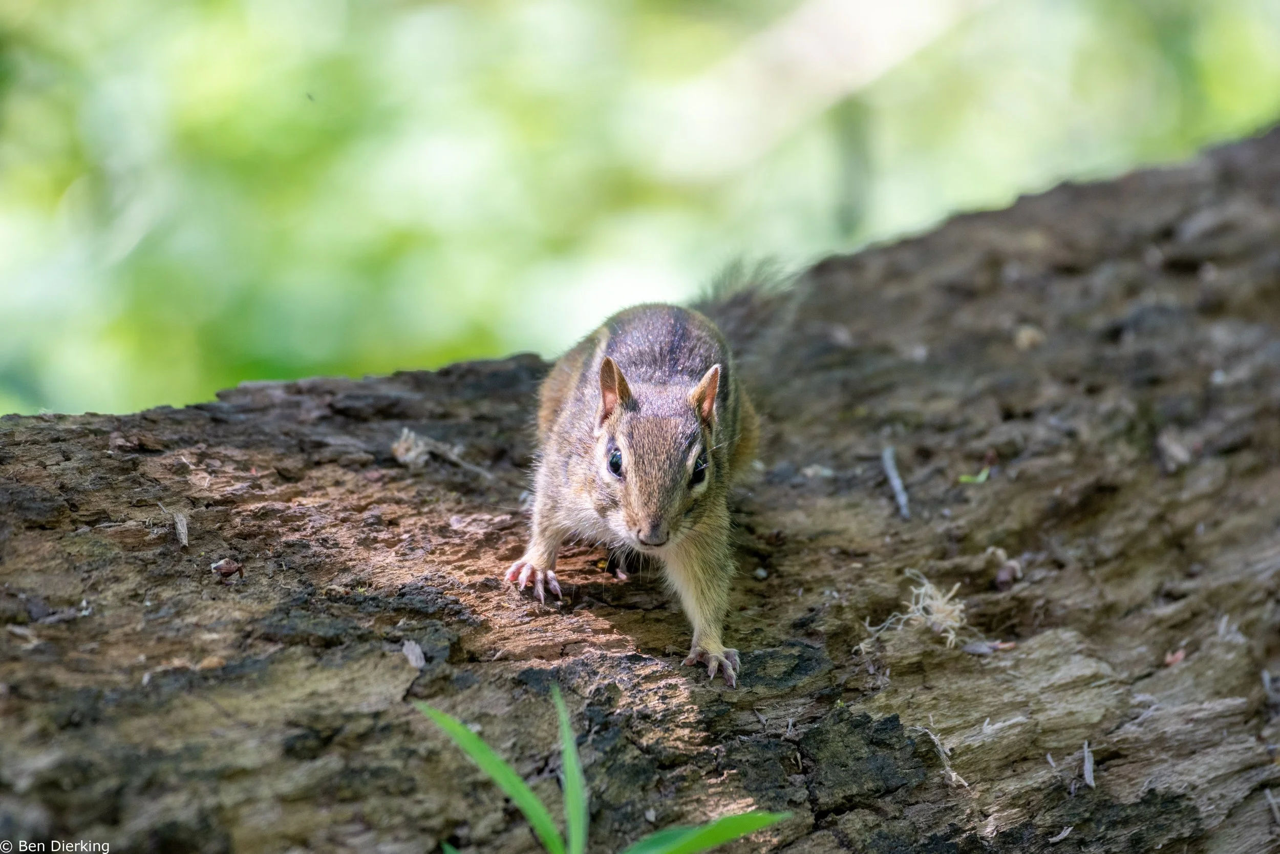 Pioneer Park, Naperville