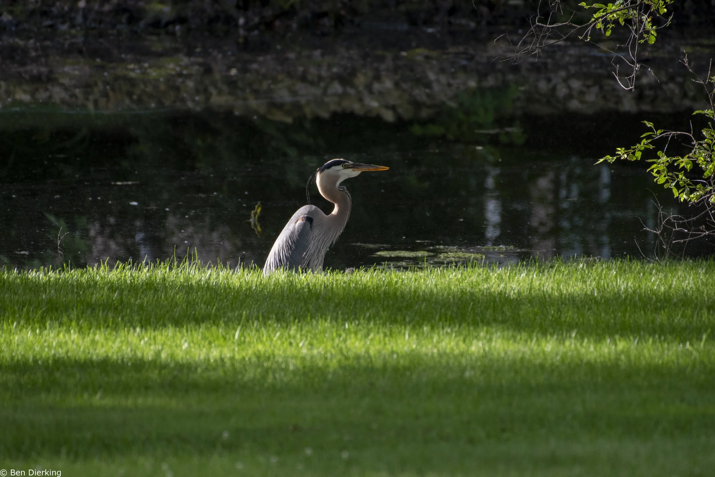 Heron