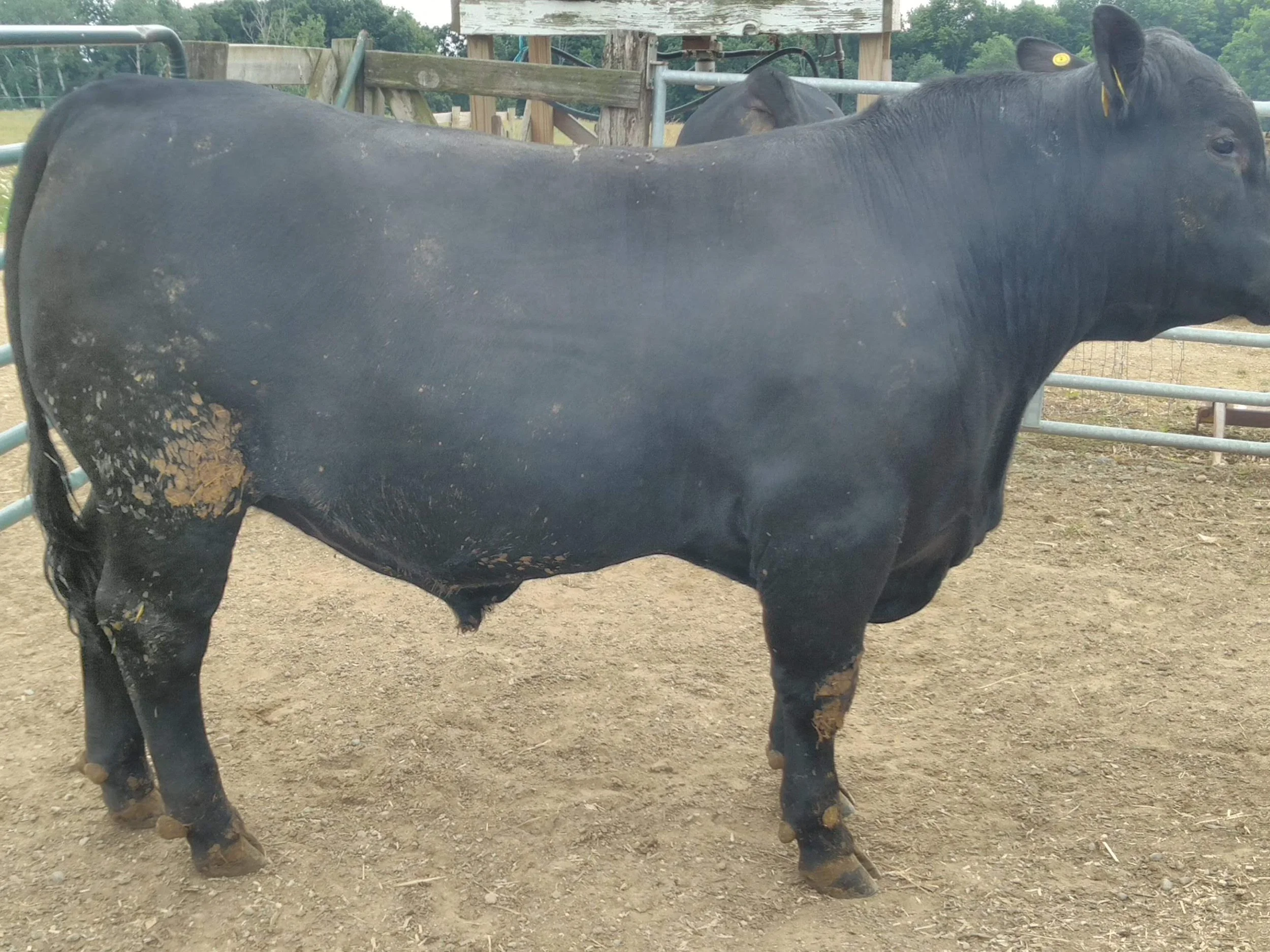 Angus Bulls for Sale & Lease — Buckmaster Farms Registered Black Angus