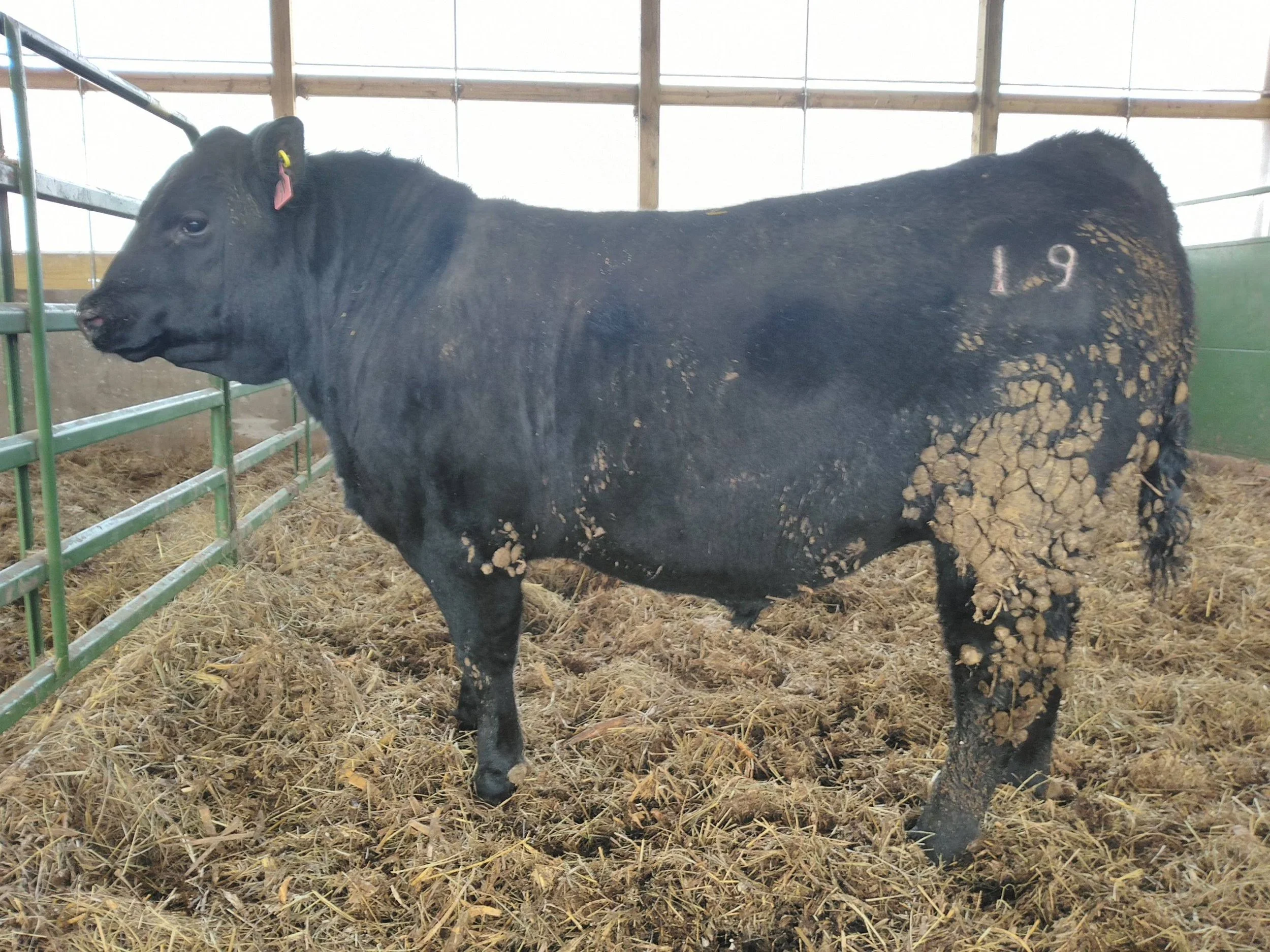 Angus Bulls for Sale & Lease — Buckmaster Farms Registered Black Angus