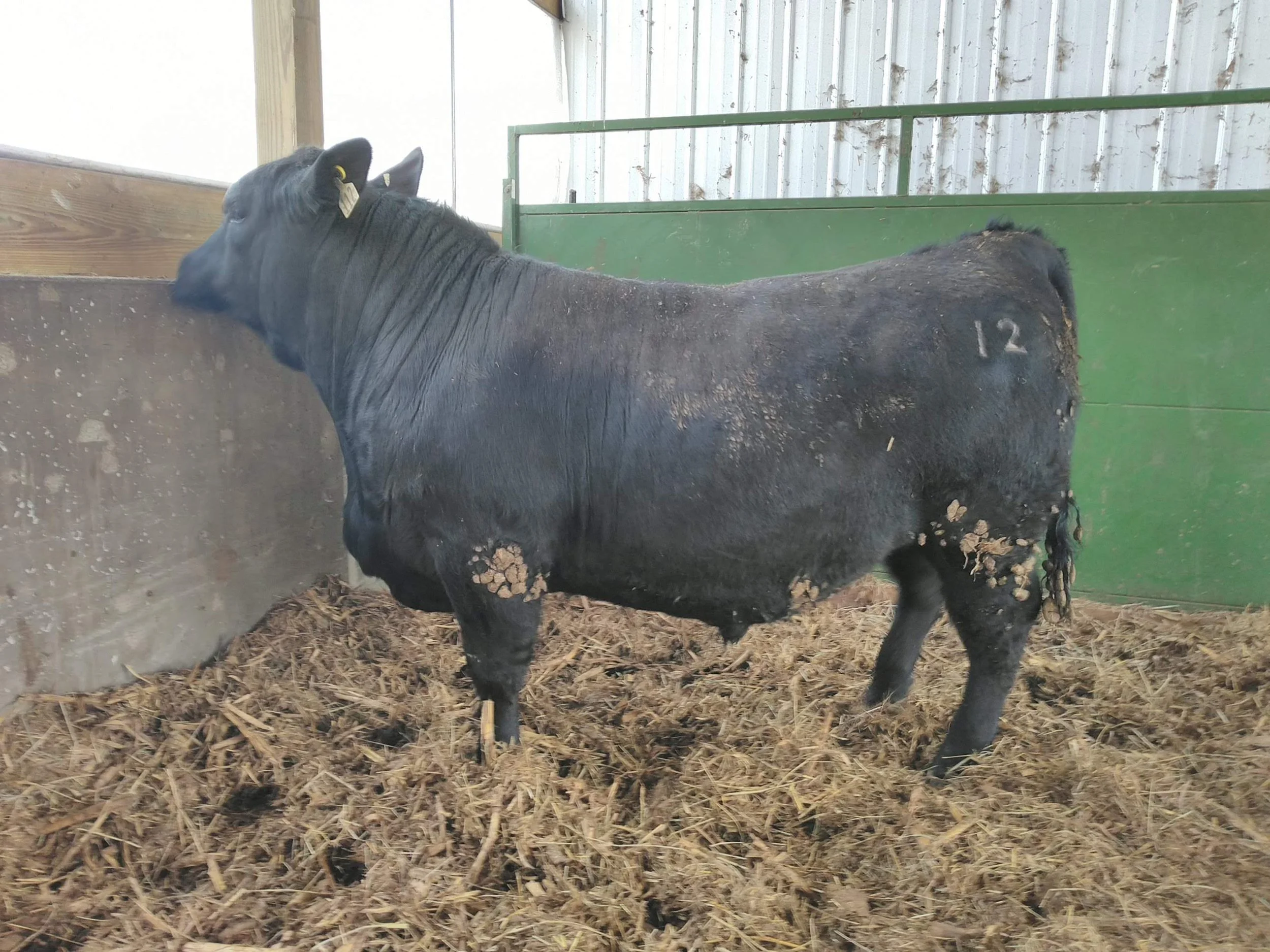 Angus Bulls for Sale & Lease — Buckmaster Farms Registered Black Angus