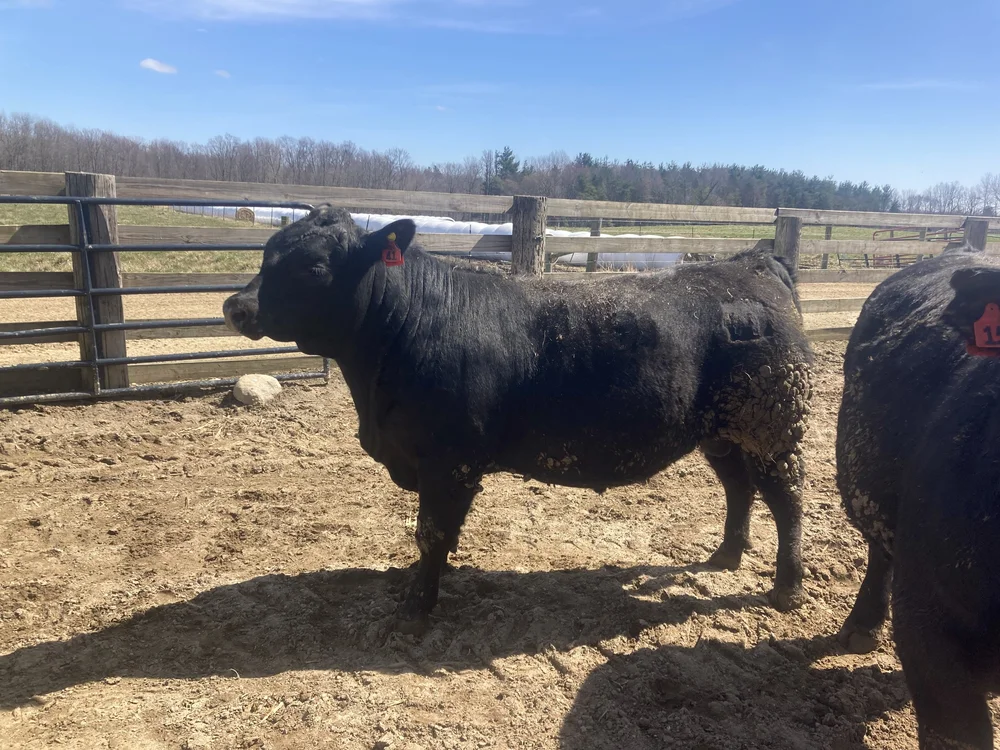 Angus Bulls for Sale Near Me and How to Get Your Hands on High-Quality Ones