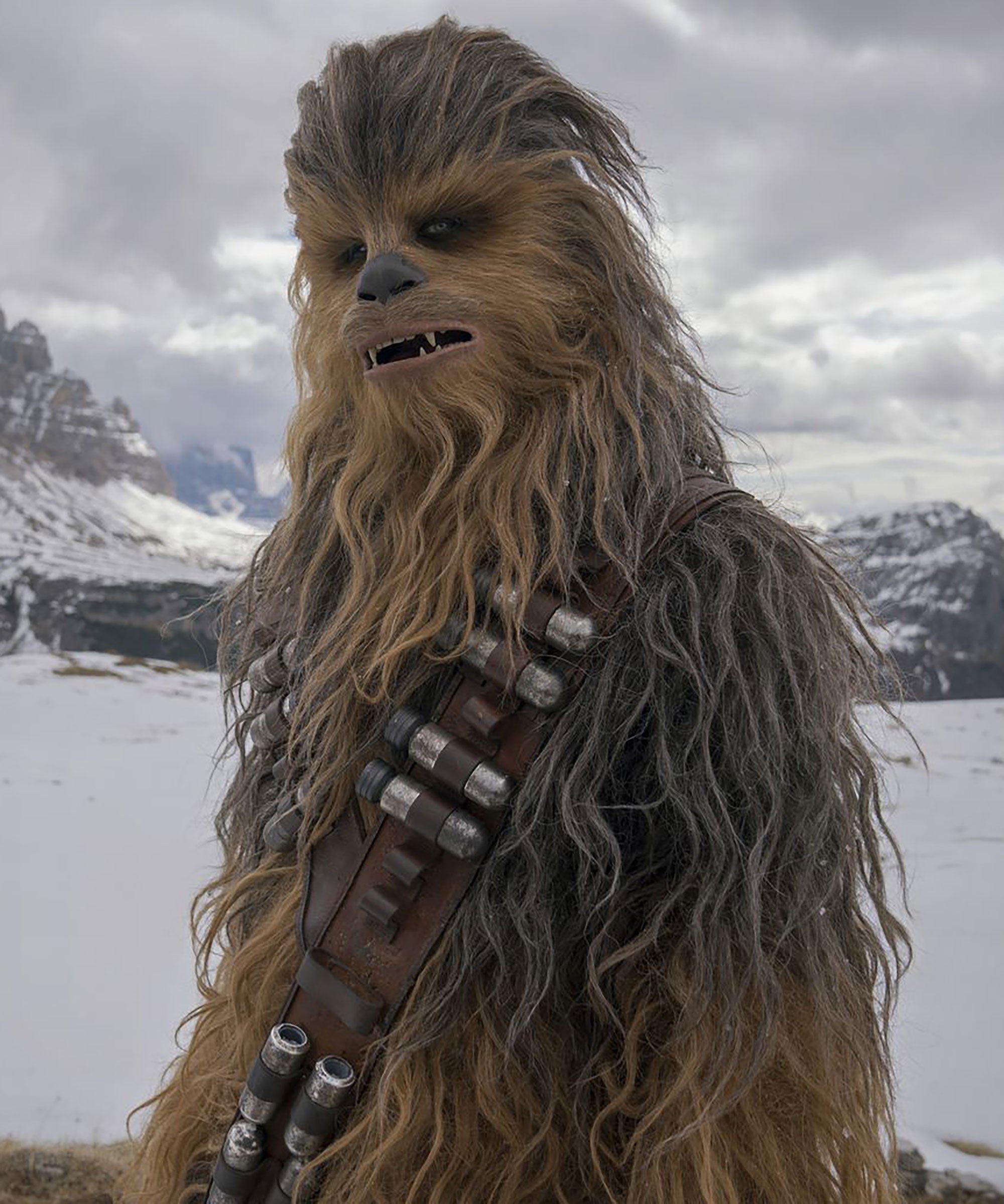 chewy.jpg