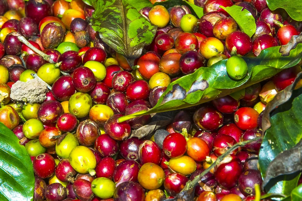 Coffee farm tour