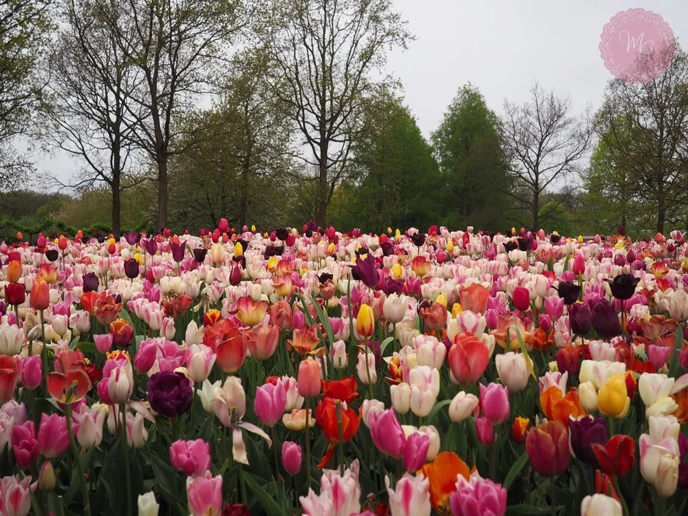 Keukenhof, το παραμυθένιο πάρκο με τις πολύχρωμες τουλίπες