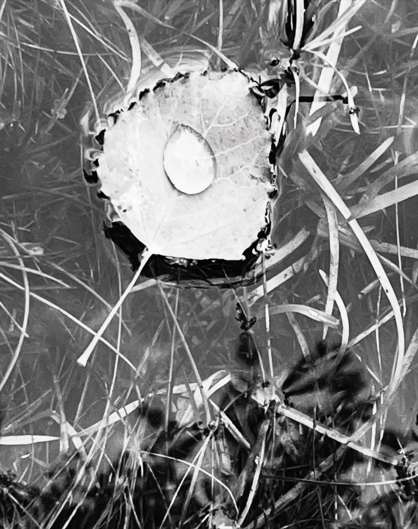 ZEN MEDITATION SERIES 🪷
As we turn toward the quieter months, our Wednesday evenings will hold space for stillness, reflection, and presence.
This fall and winter, we welcome David Rendall for a series of Zen meditation offerings — opportuni