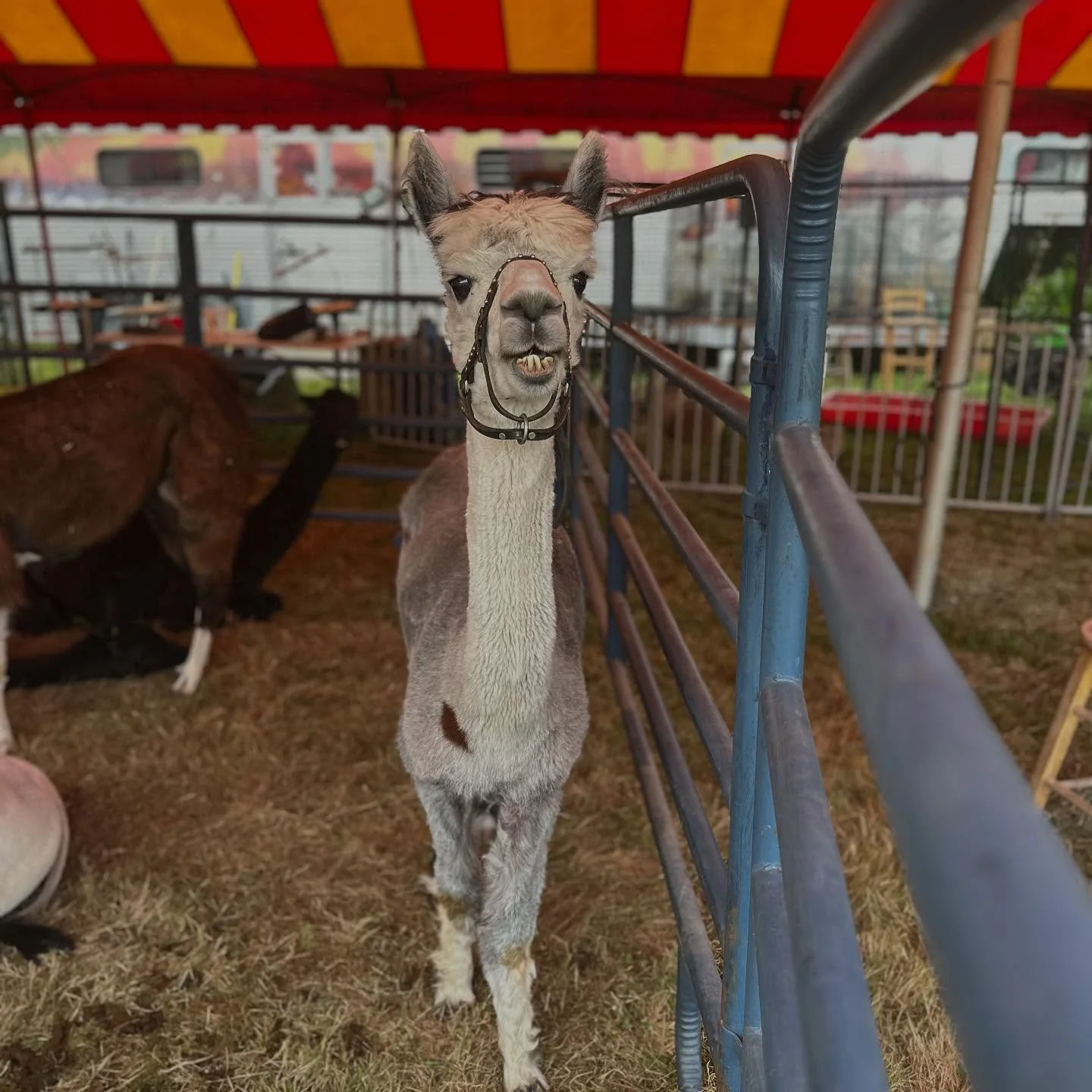 The petting zoo is ready to greet you! 🦙🐐