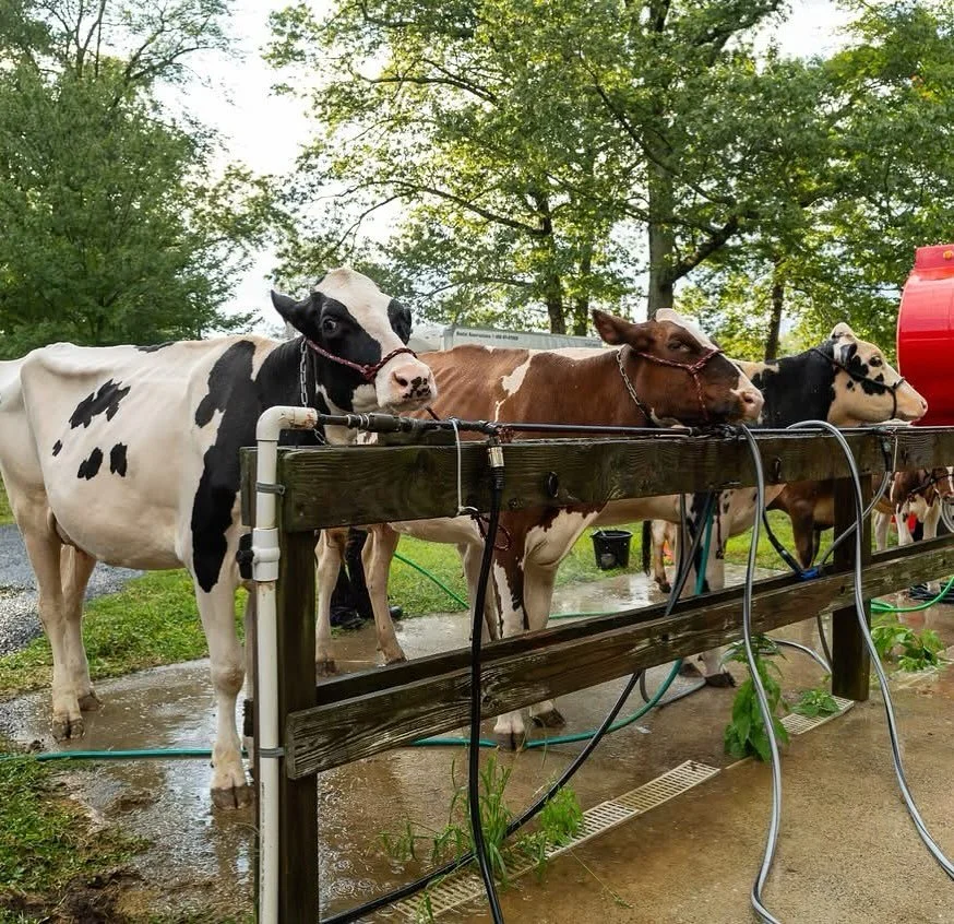 🐄🐑🐐🐰 From cows to sheep, goats, chickens, bunnies, and more &mdash; the barns are full of furry and feathery friends waiting to meet you!

📍 Stop by the Cow Barn to see these gentle giants up close, then wander through to visit all the other ani