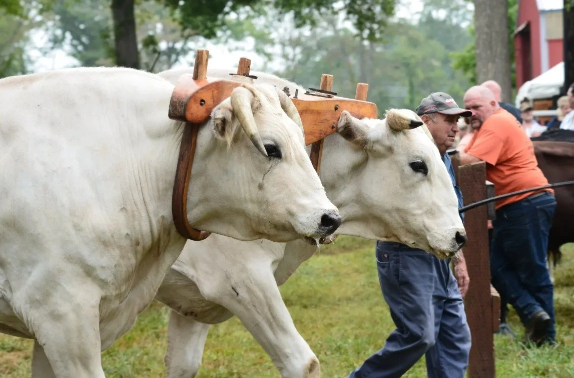 Who needs horsepower when you&rsquo;ve got ox-power? 🐂🐂

Step aside trucks and tractors, these gentle giants are bringing tradition, strength, and just a little bit of stubborn charm to the fairgrounds. It&rsquo;s not just a pull, it&rsquo;s a thro