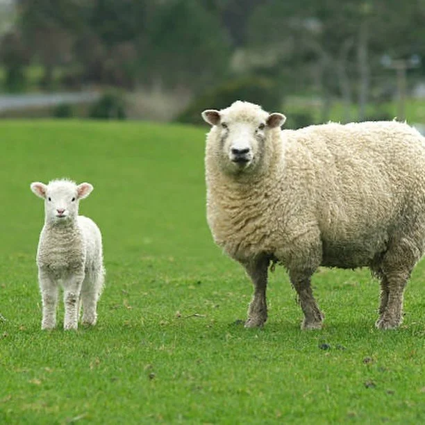 Happy Mother&rsquo;s Day from the Haddam Neck Fair ❤️🐄🐑

Today we&rsquo;re celebrating all the moms, grandmothers, caregivers, and mother figures who nurture, guide, support, and love unconditionally.

Wishing you a day filled with love, family, an