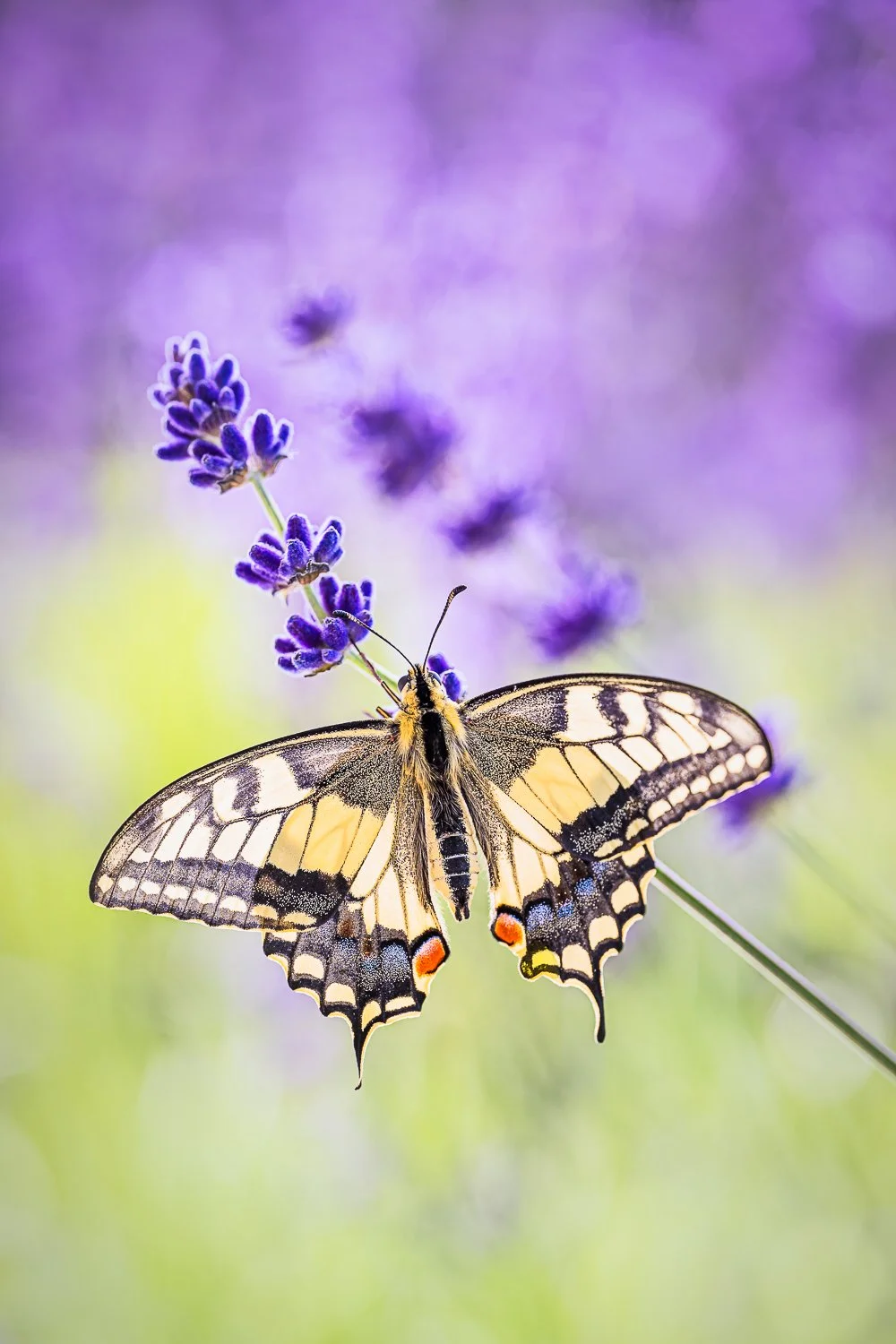 _SZ71163-T-2 Kopie.jpg