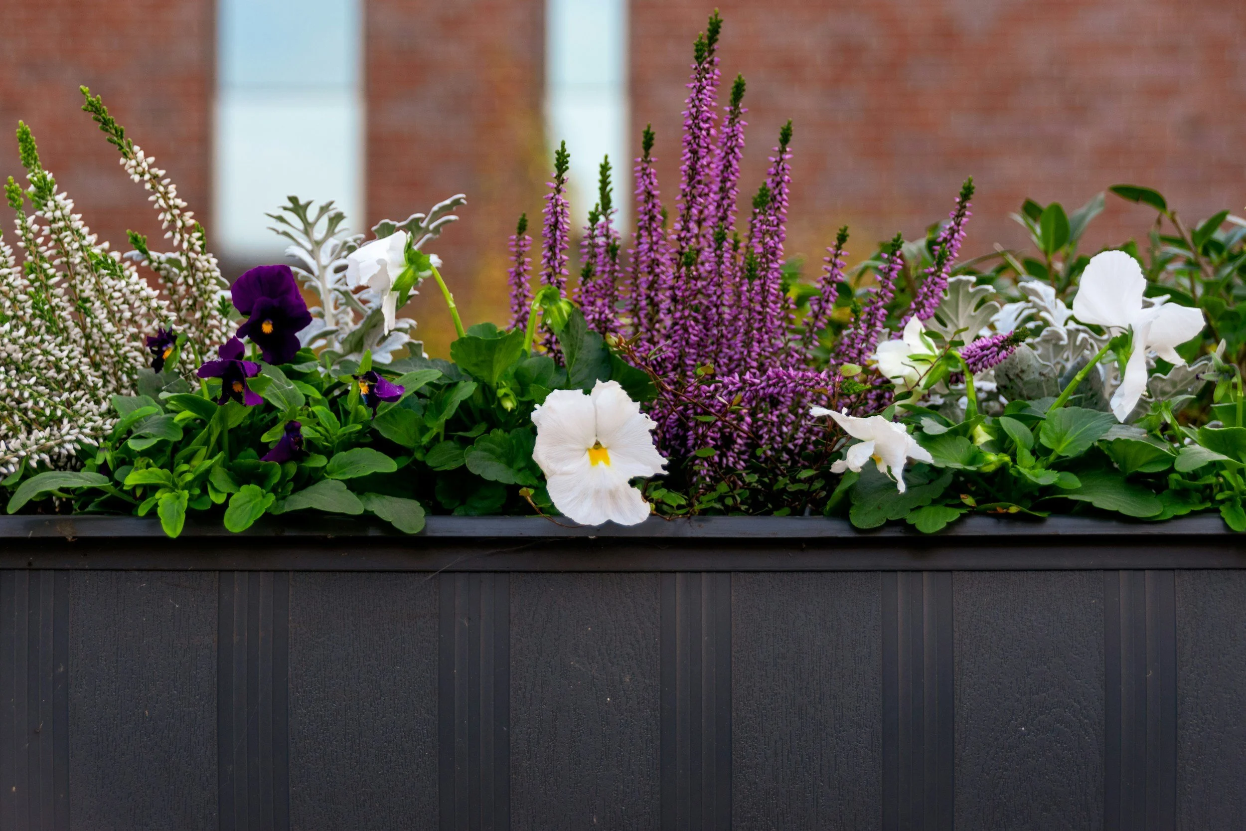 Brightly colored flowers, including purple, white, and yellow blooms, in a black rectangular planter box against a blurred outdoor background.