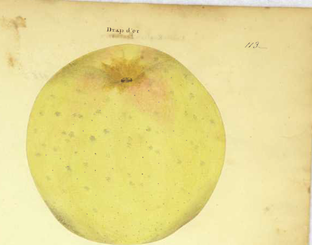 The French Connection: The Lost Fruit and Farmers of Acadie with Todd Little-Siebold