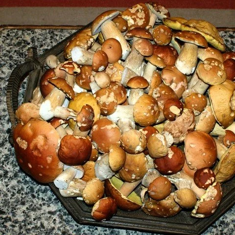 A Basket of Prime King Boletes