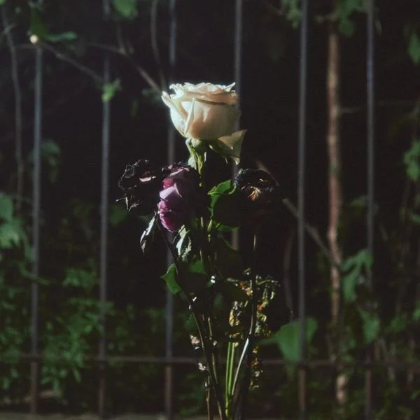Single Review: “Portal to a Sunset” by In Lieu of Roses