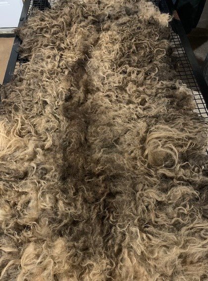 Intro to Raw Fleece Processing