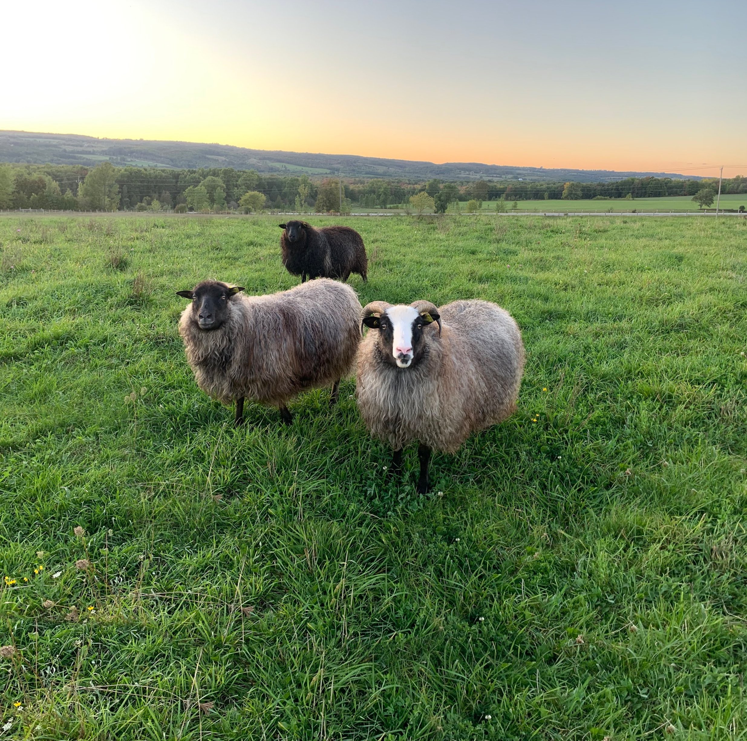 Icelandic Sheep Huron County, Howick