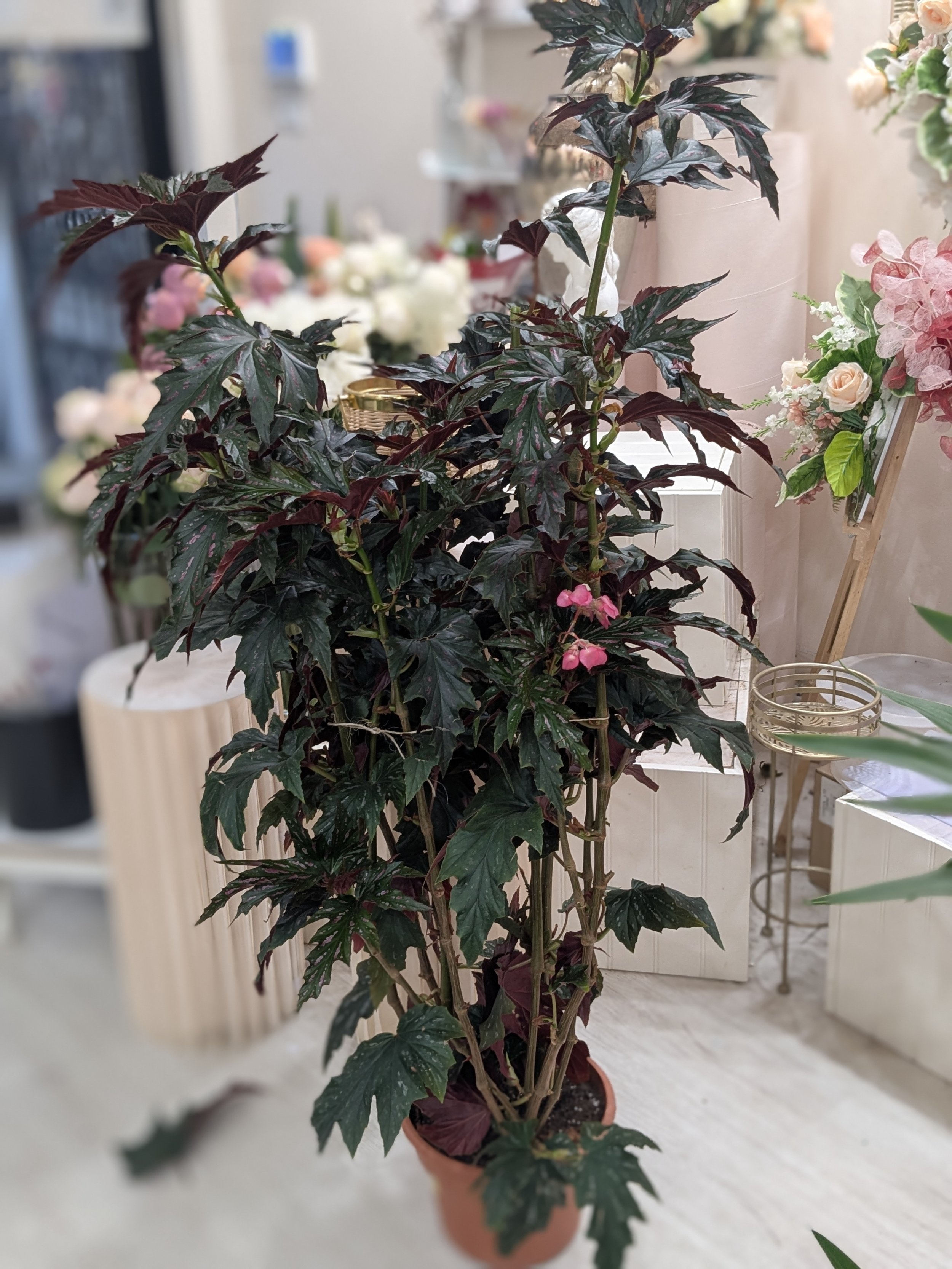 Begonia Aconitifolia