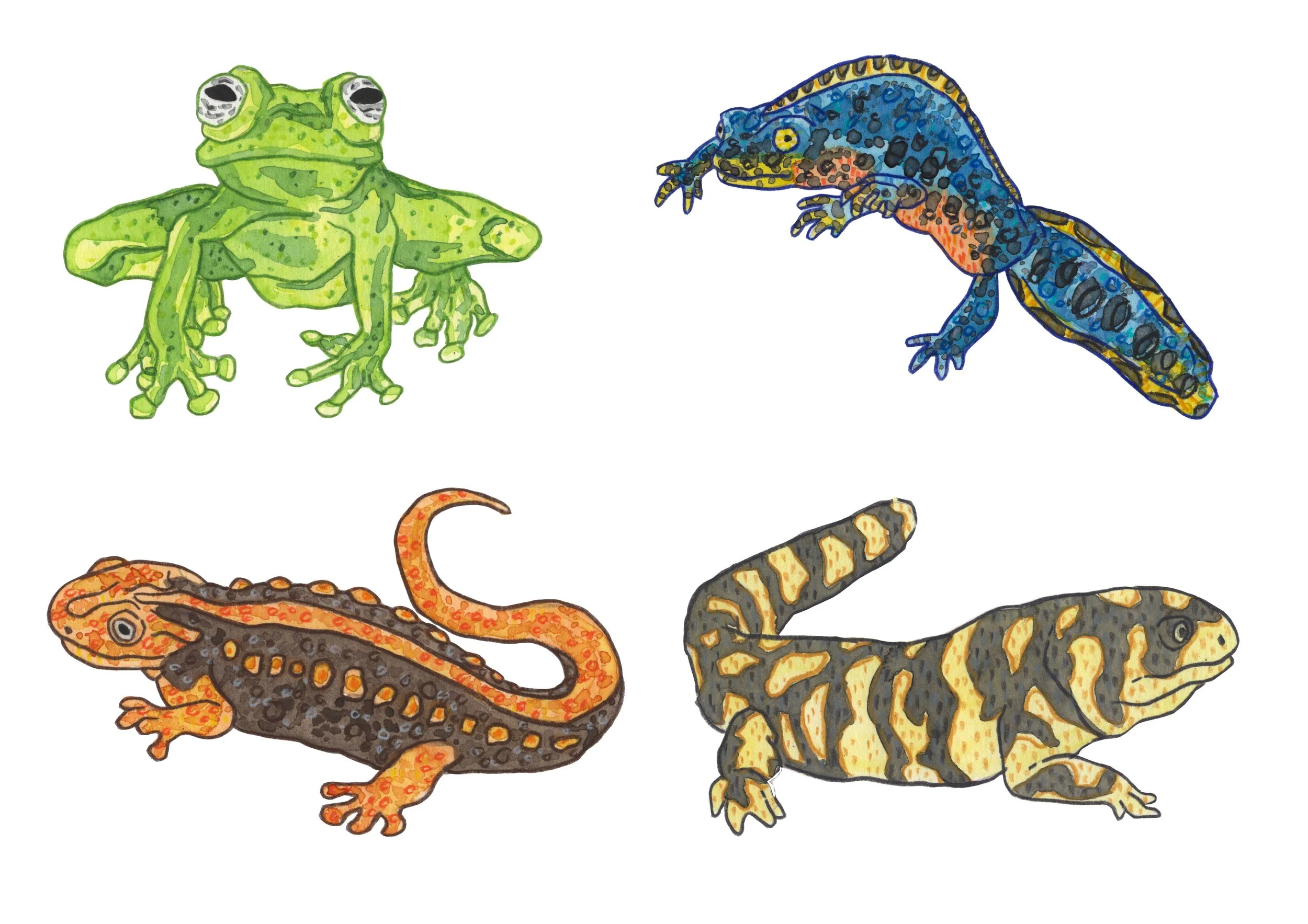 amphibians 4.jpg