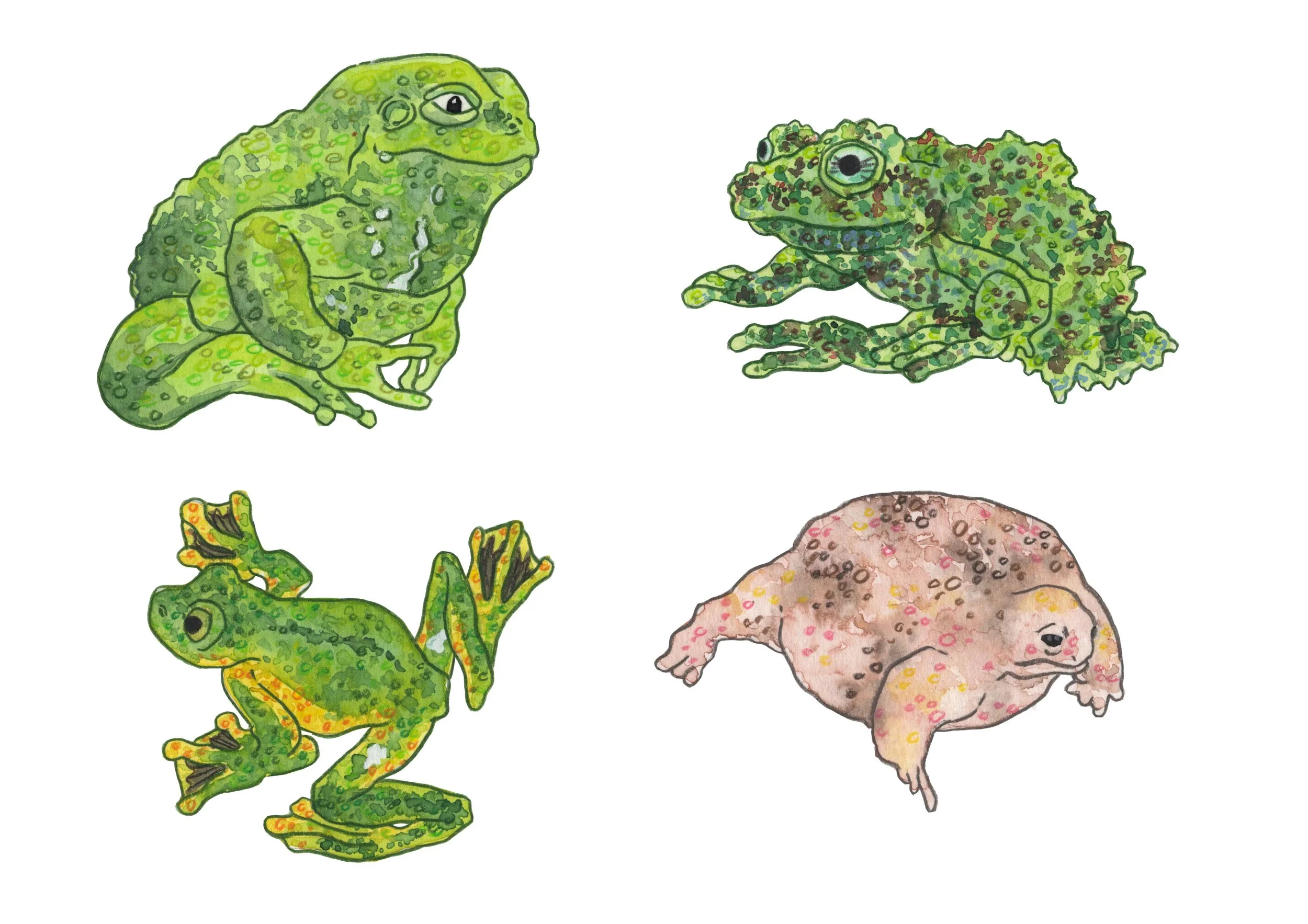 amphibians 6.jpg
