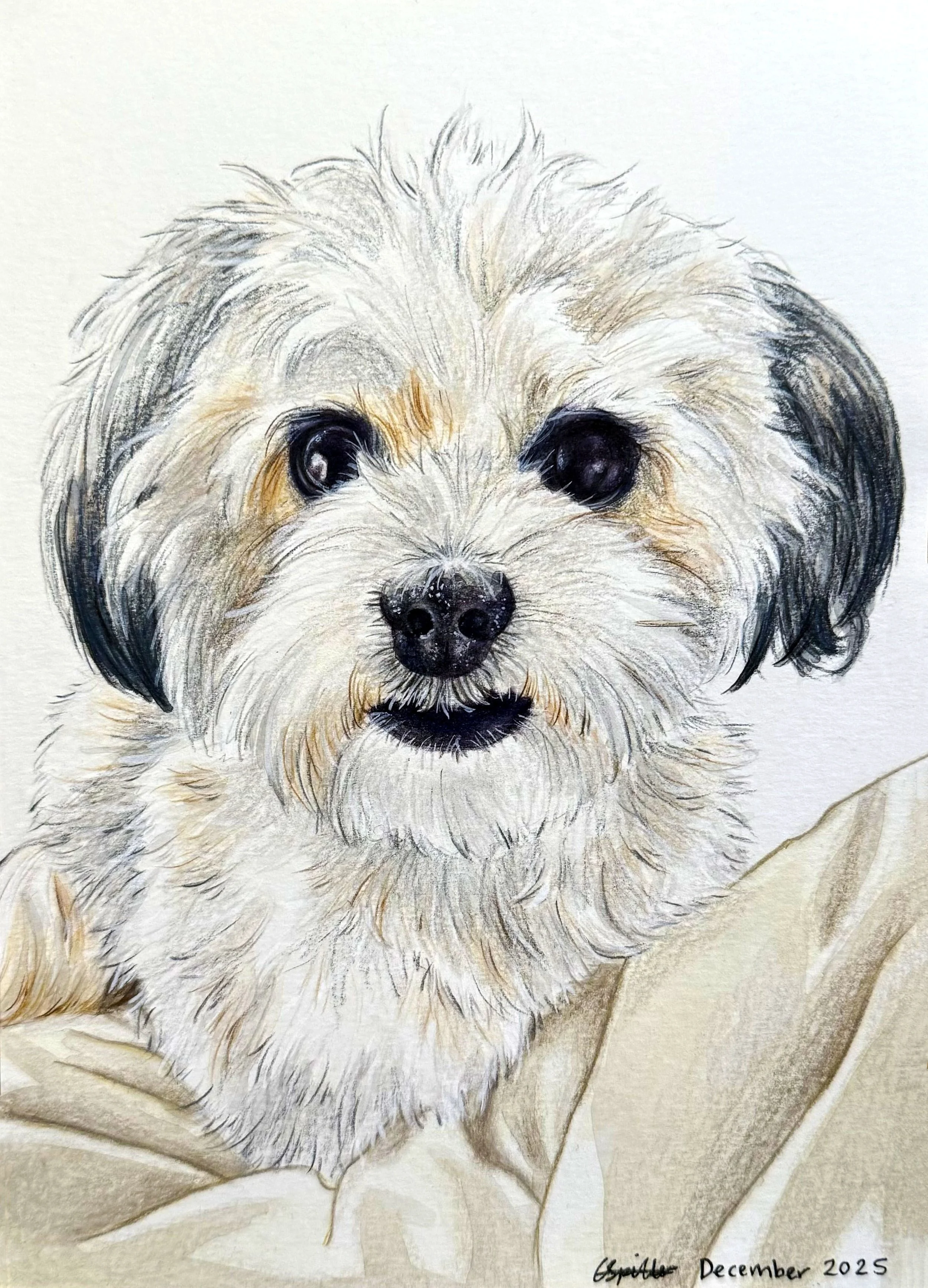 Dog Commission - December 2025