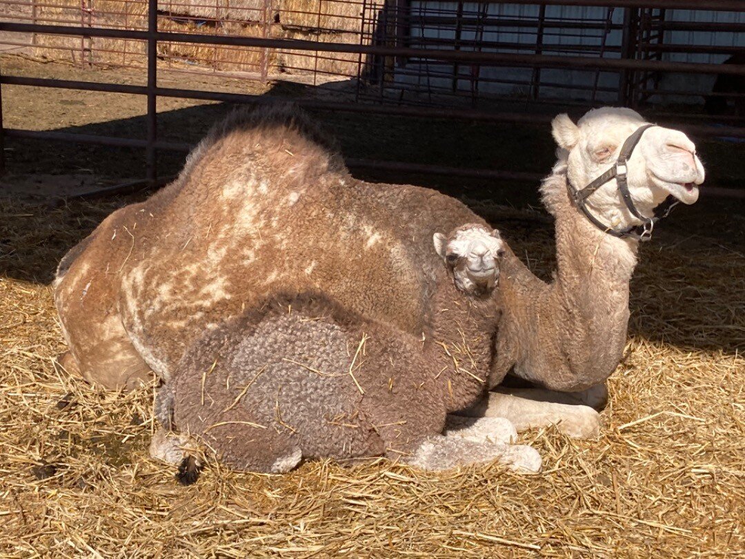&ldquo;Martha&rdquo; and her calf soaking up some sunshine st Camelot Camel Dairy, LLC