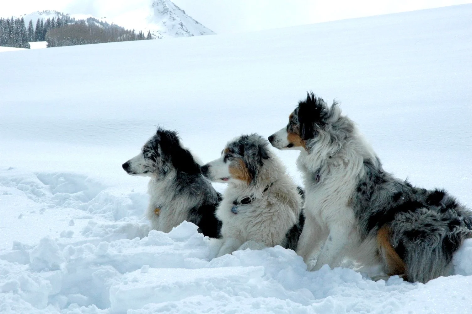 Colorado Herding Dog Rescue