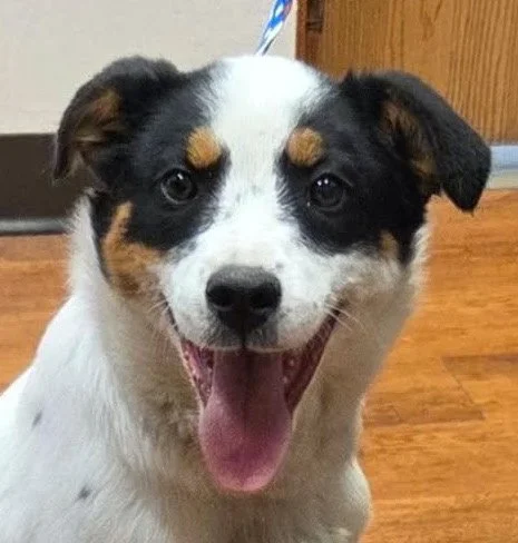 Rosie