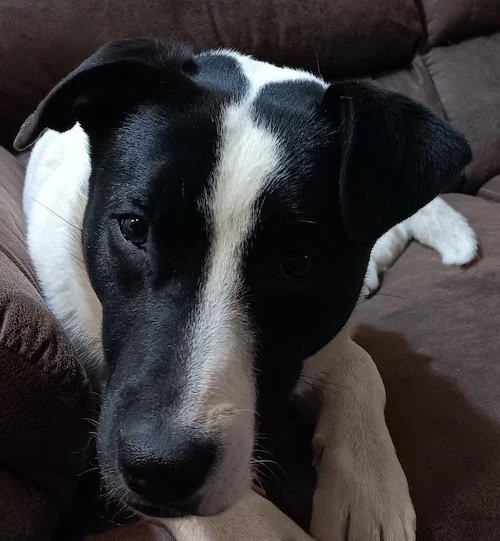 Baxter is coming soon