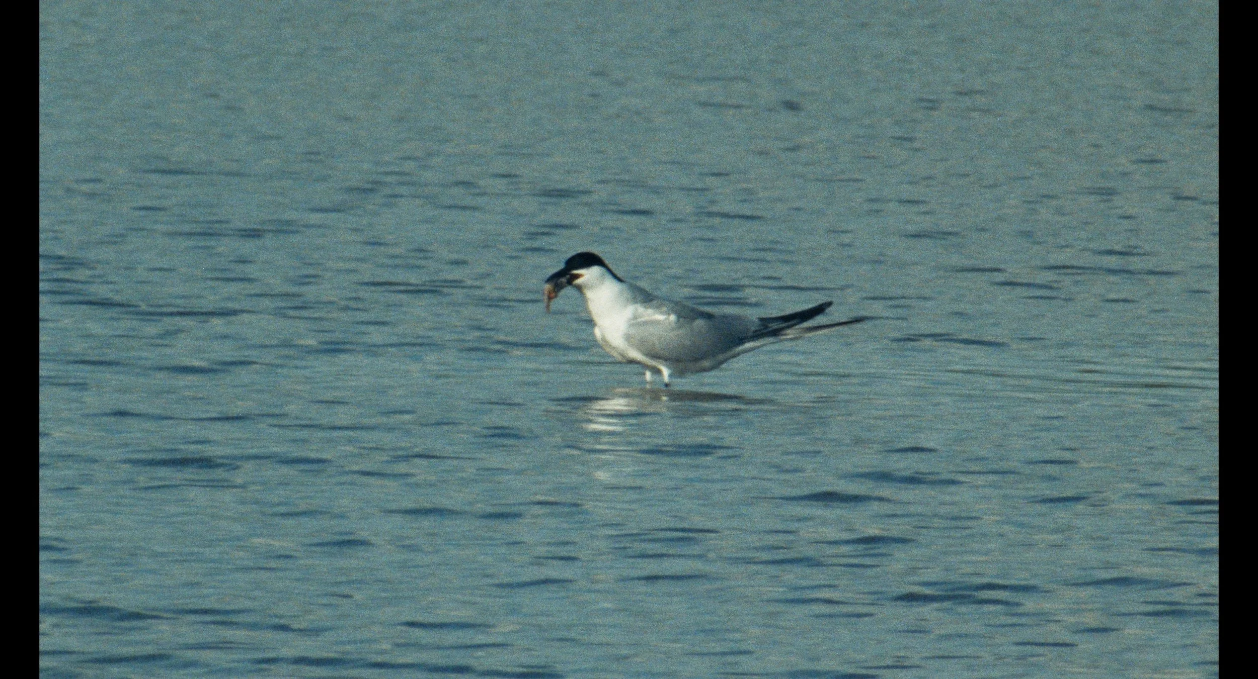 Rice_Birds_Still 2026-06-22 143636_1.3.2.T.jpg