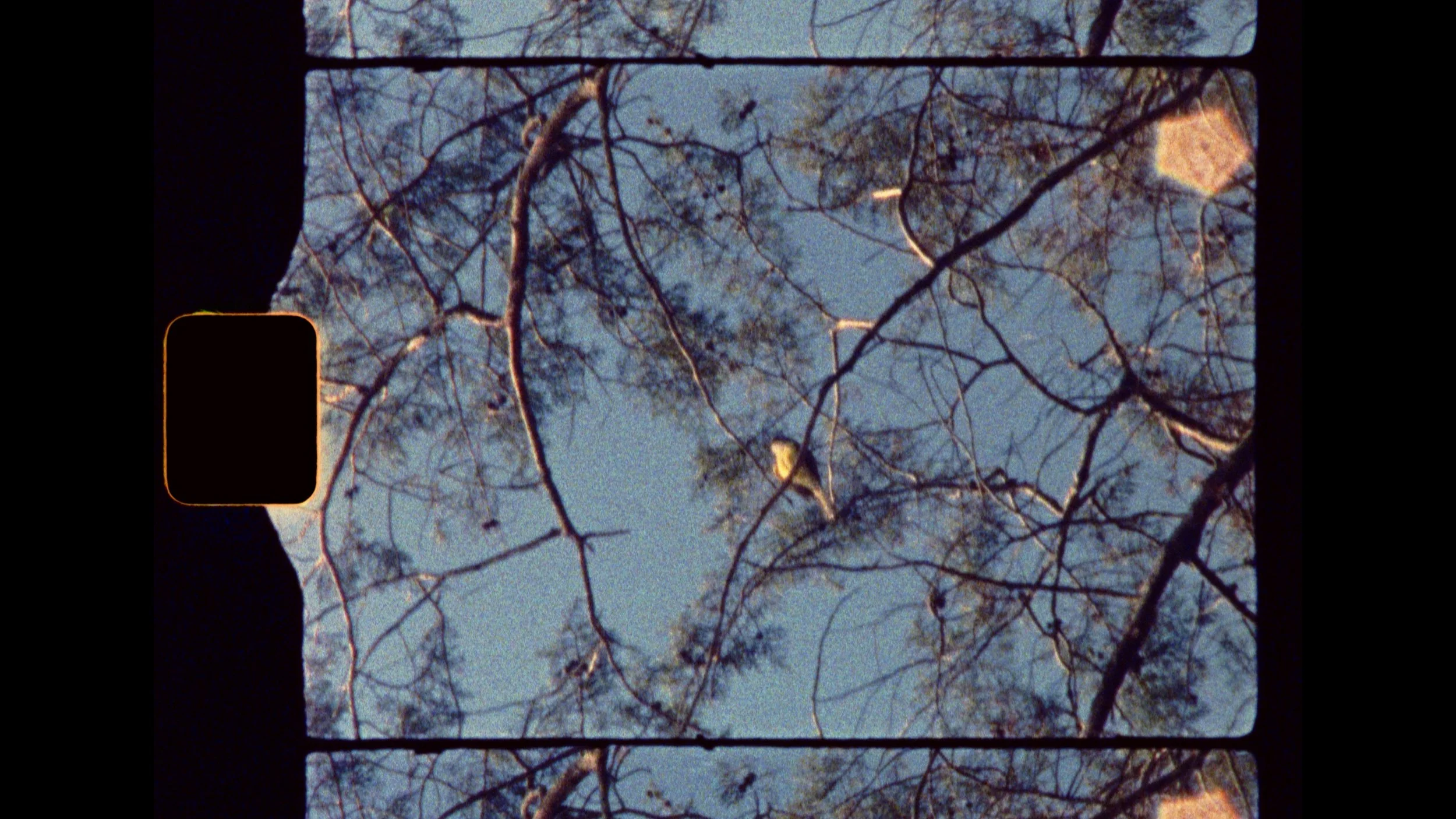 ECOS | Short Film